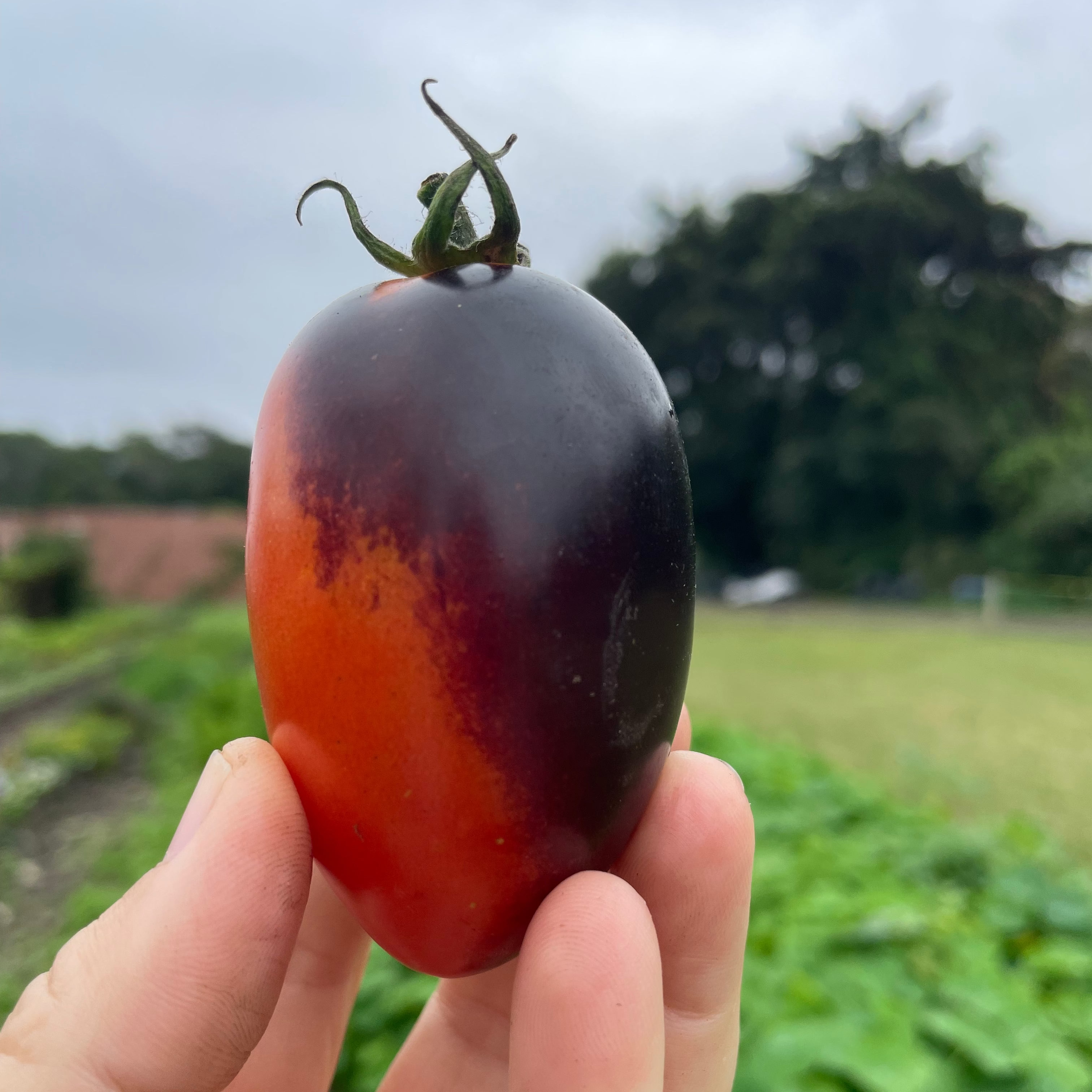 Midnight Roma Paste Tomato