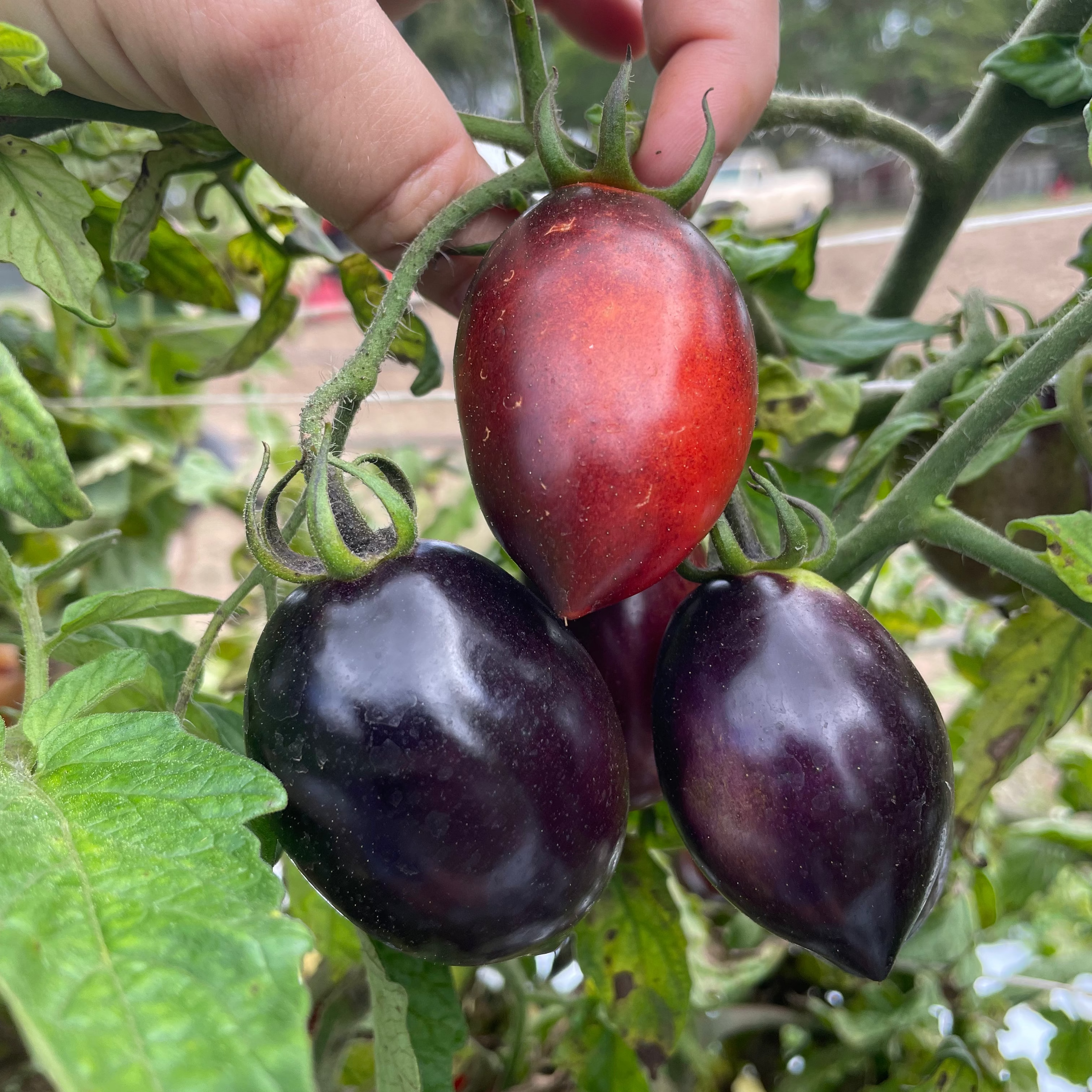 Midnight Roma Paste Tomato