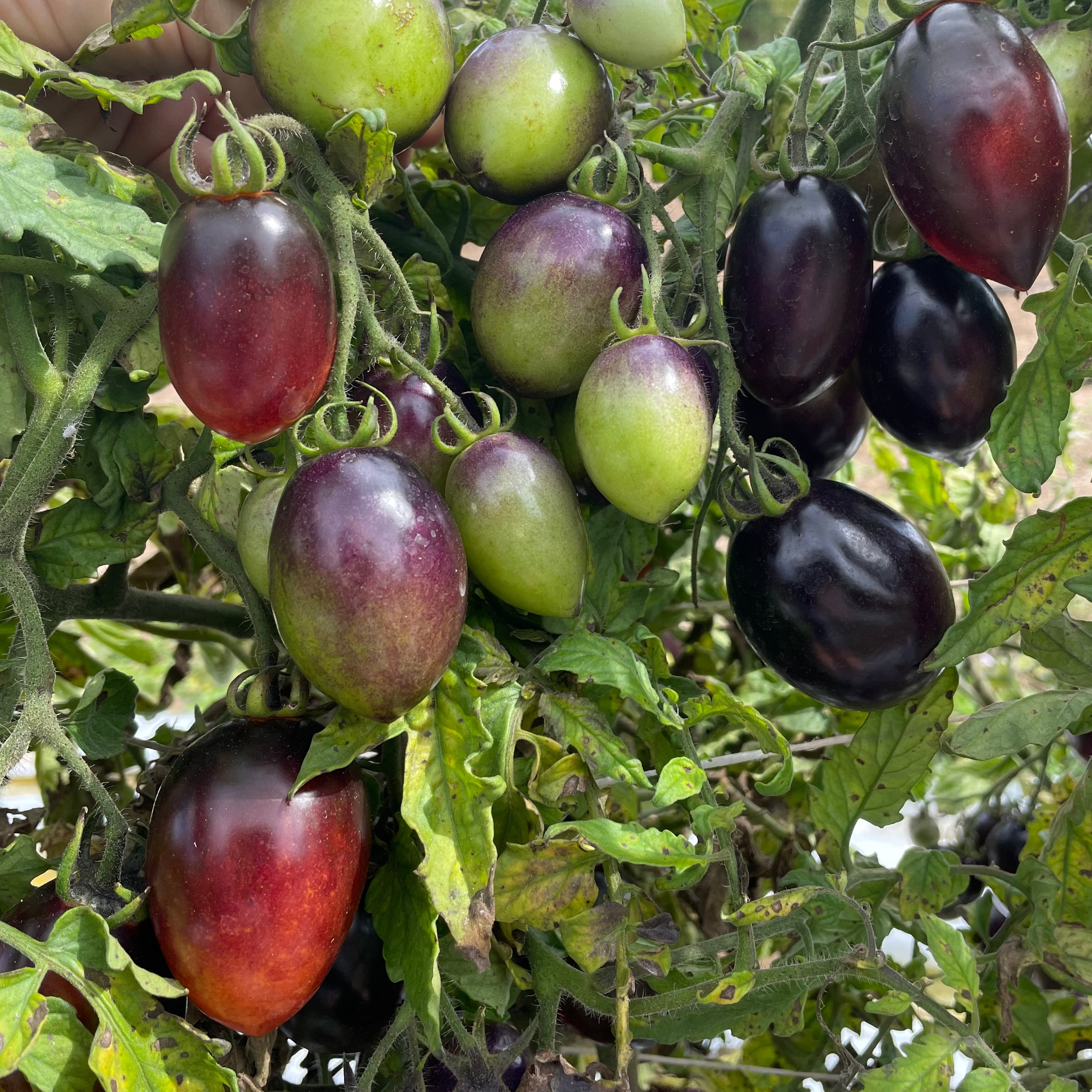 Midnight Roma Paste Tomato