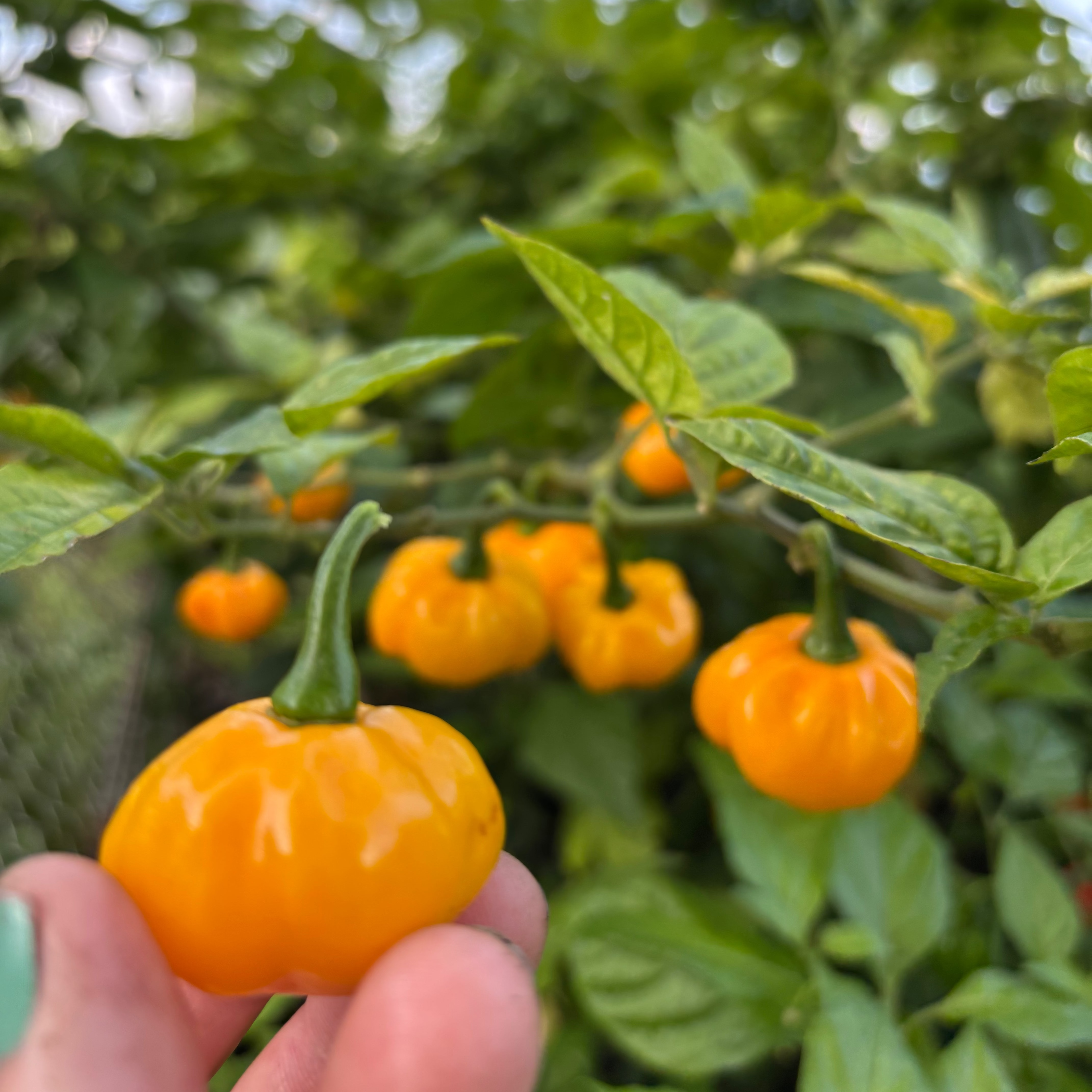 Scotch Bonnet Pepper