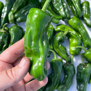 Shishito Pepper