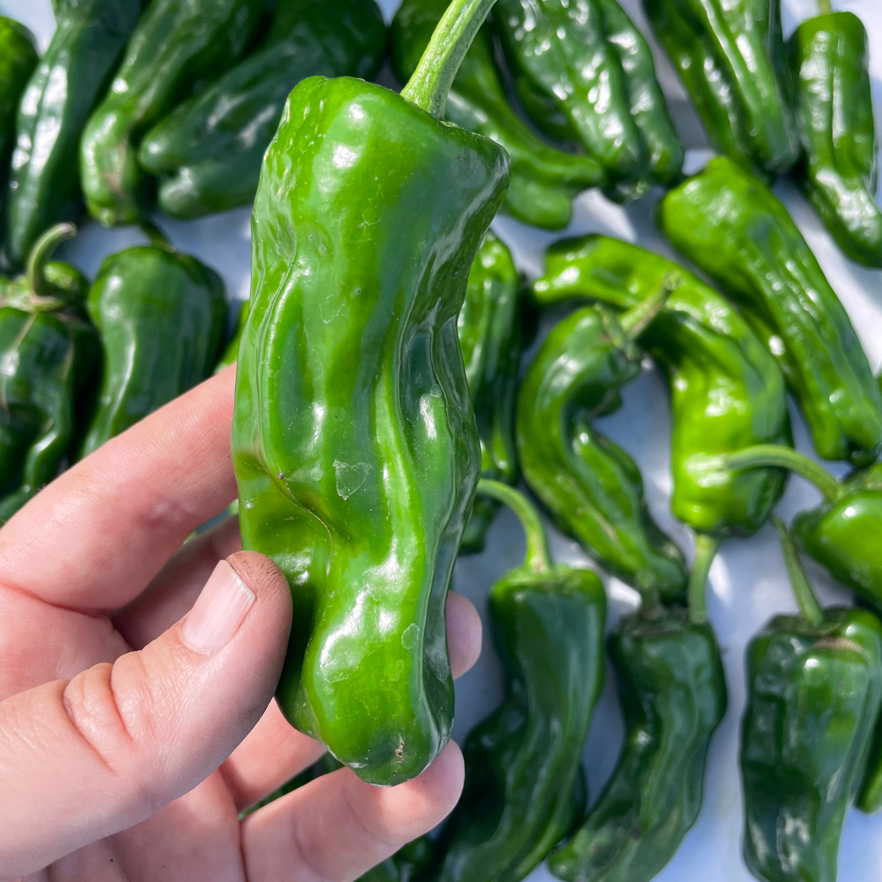 Shishito Pepper