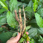 Guinea Hen Weed