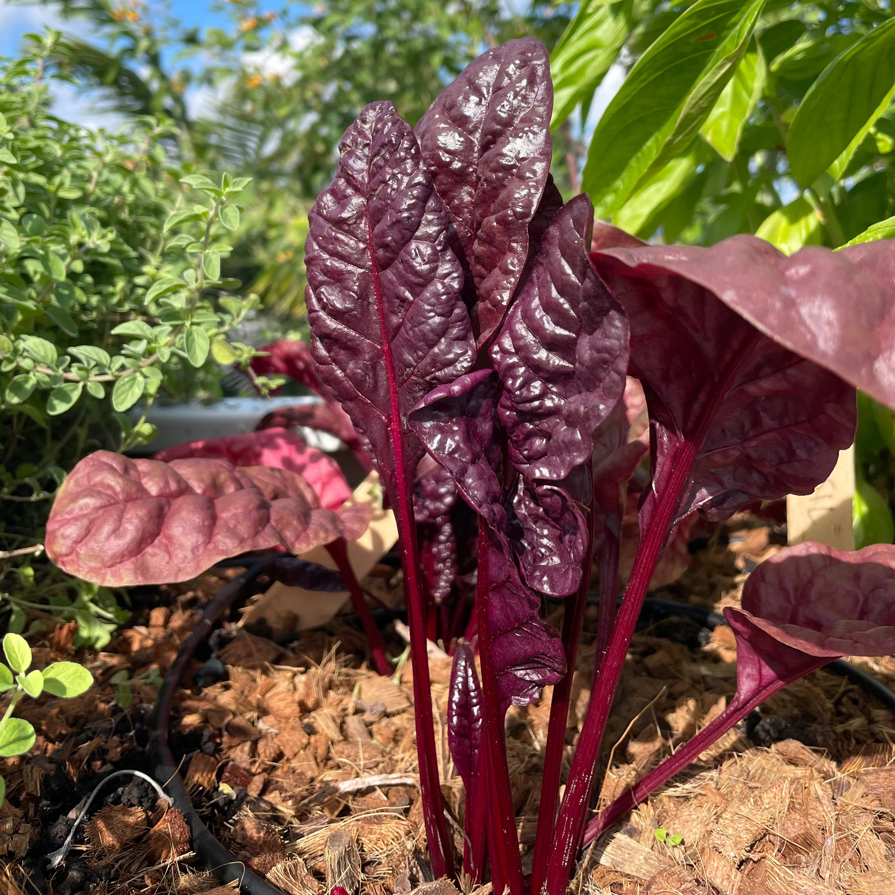 Firebird Swiss Chard