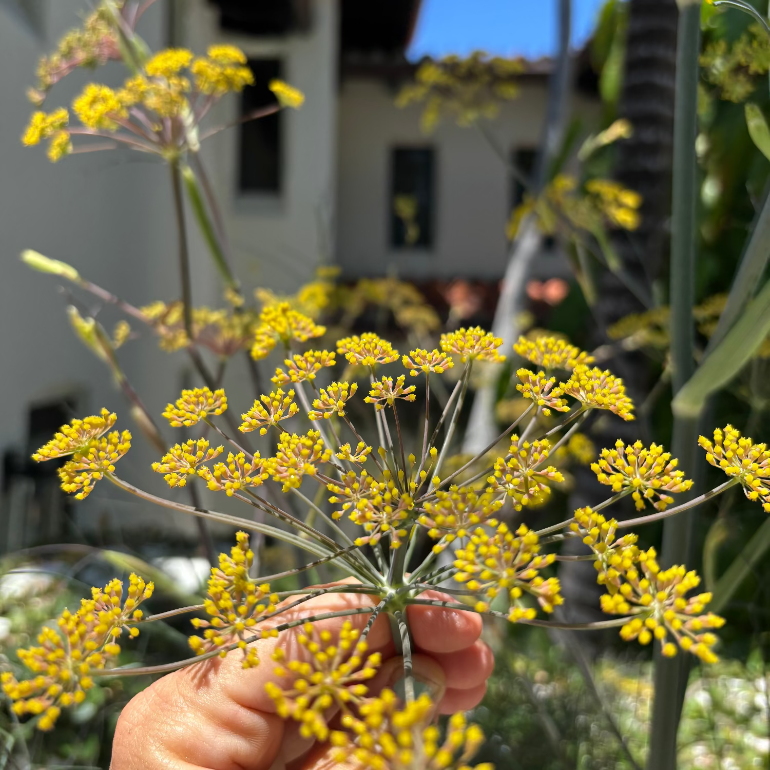 Bronze Fennel