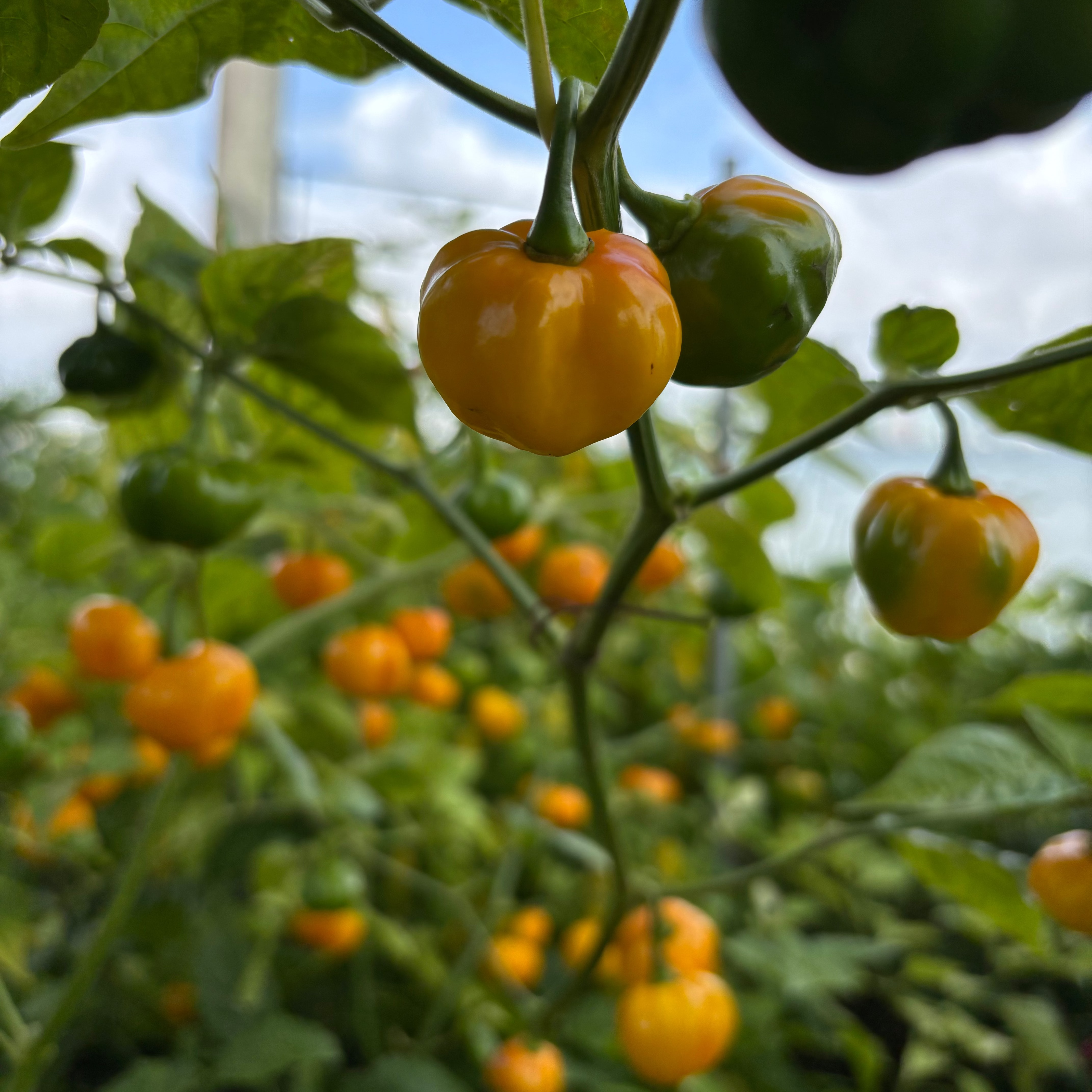 Scotch Bonnet Pepper