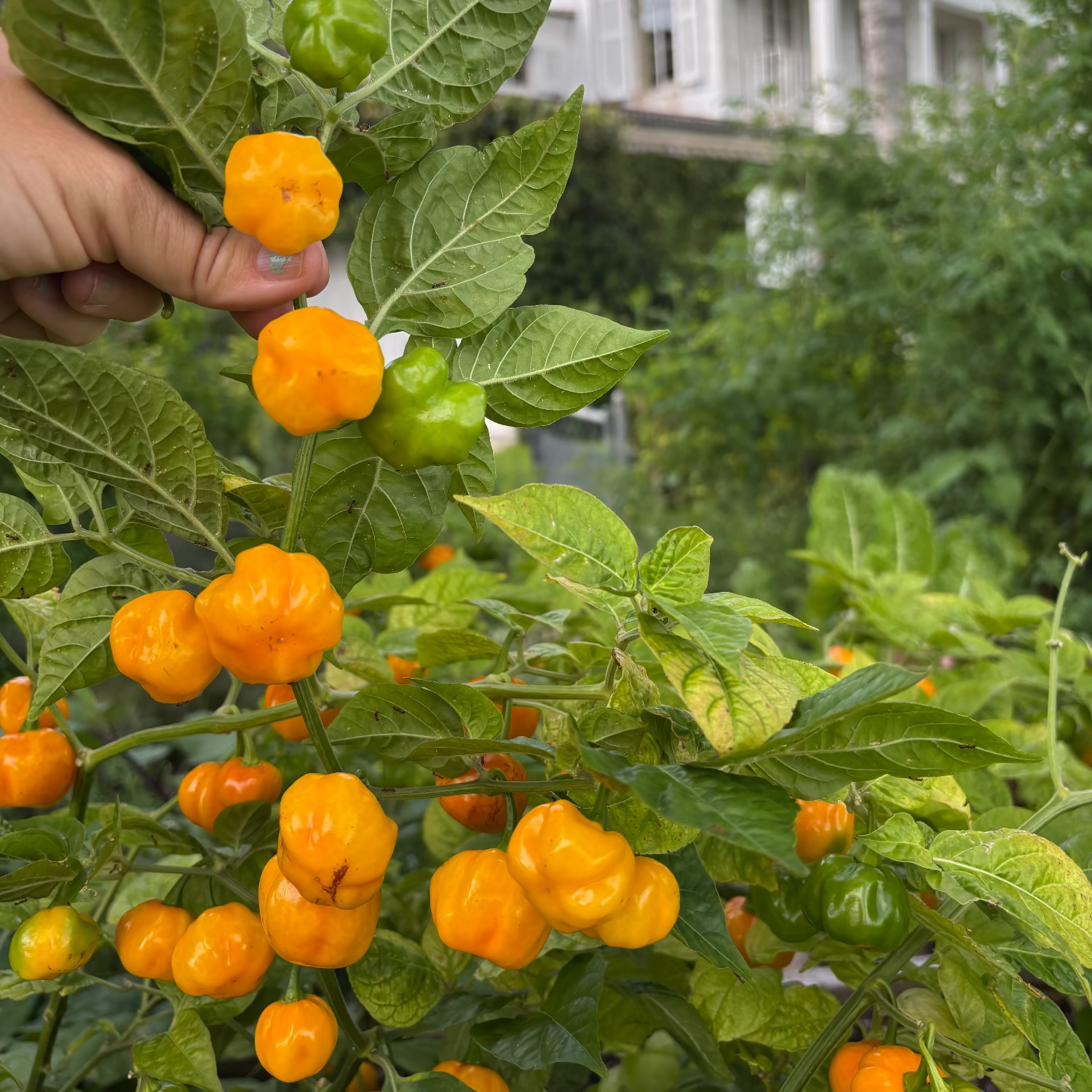 Scotch Bonnet Pepper