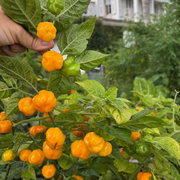 Scotch Bonnet Pepper