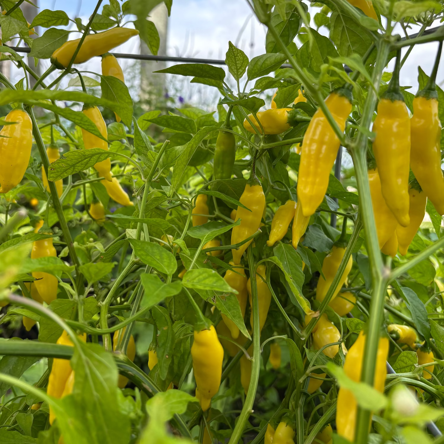 Lemon Drop Pepper