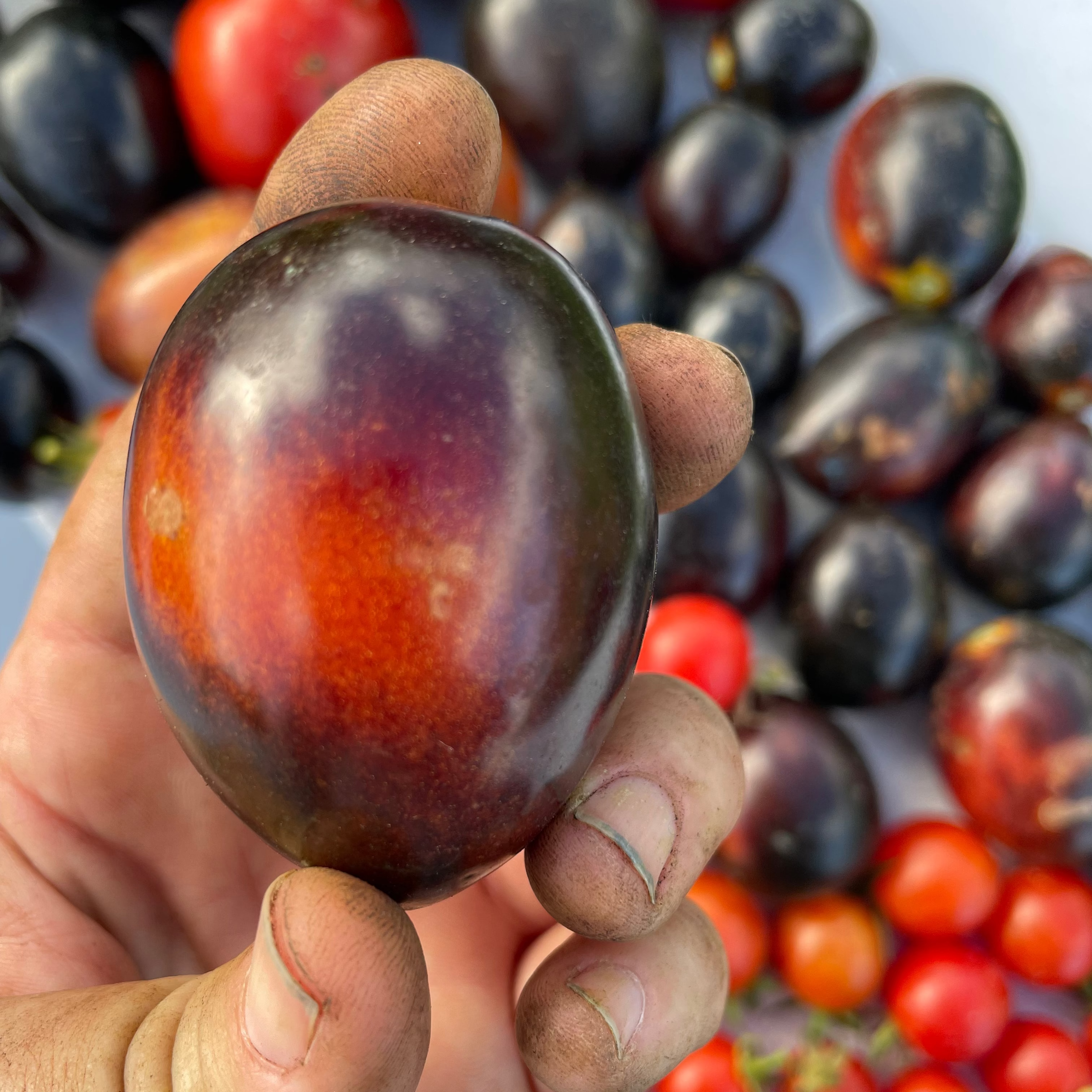 Midnight Roma Paste Tomato