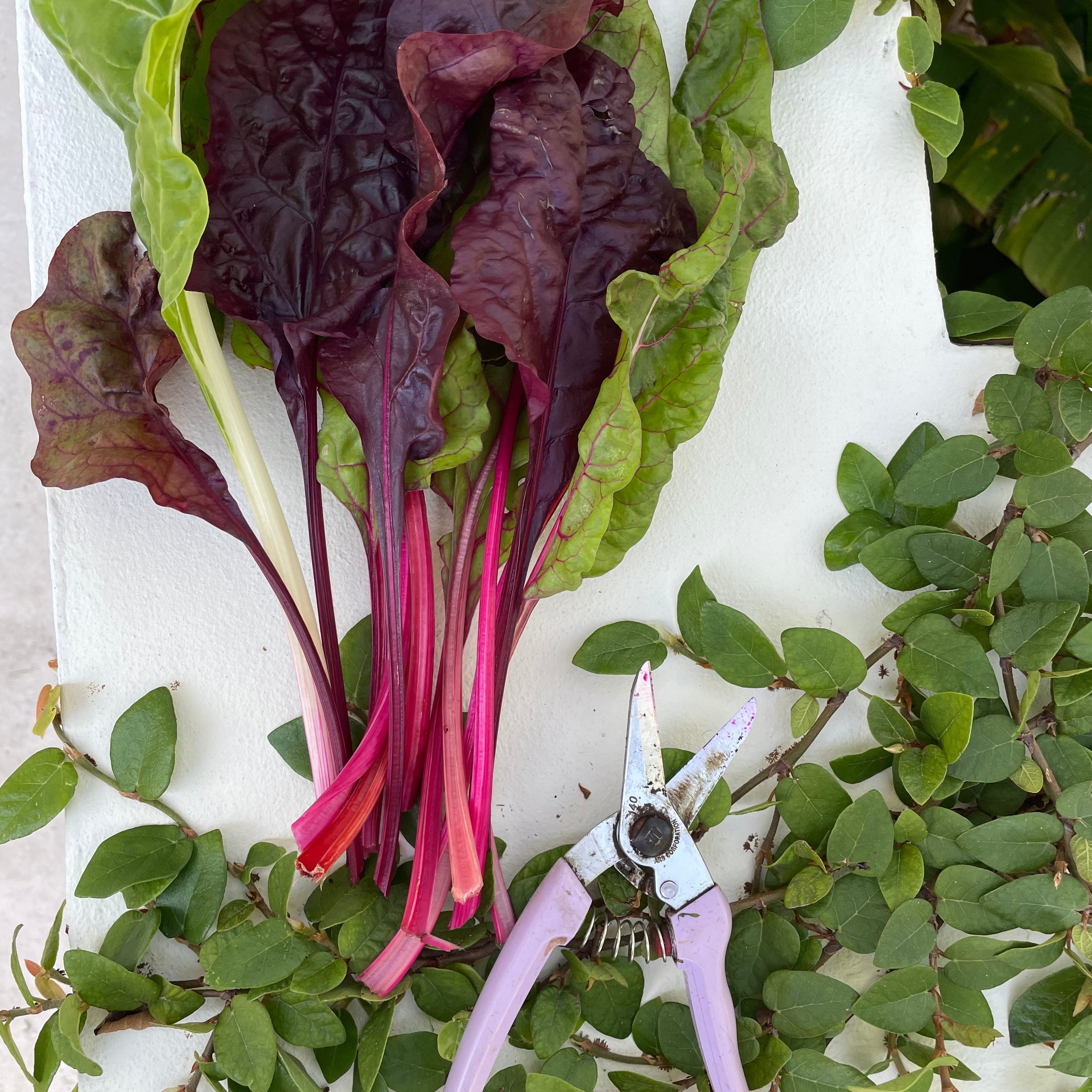 Firebird Swiss Chard