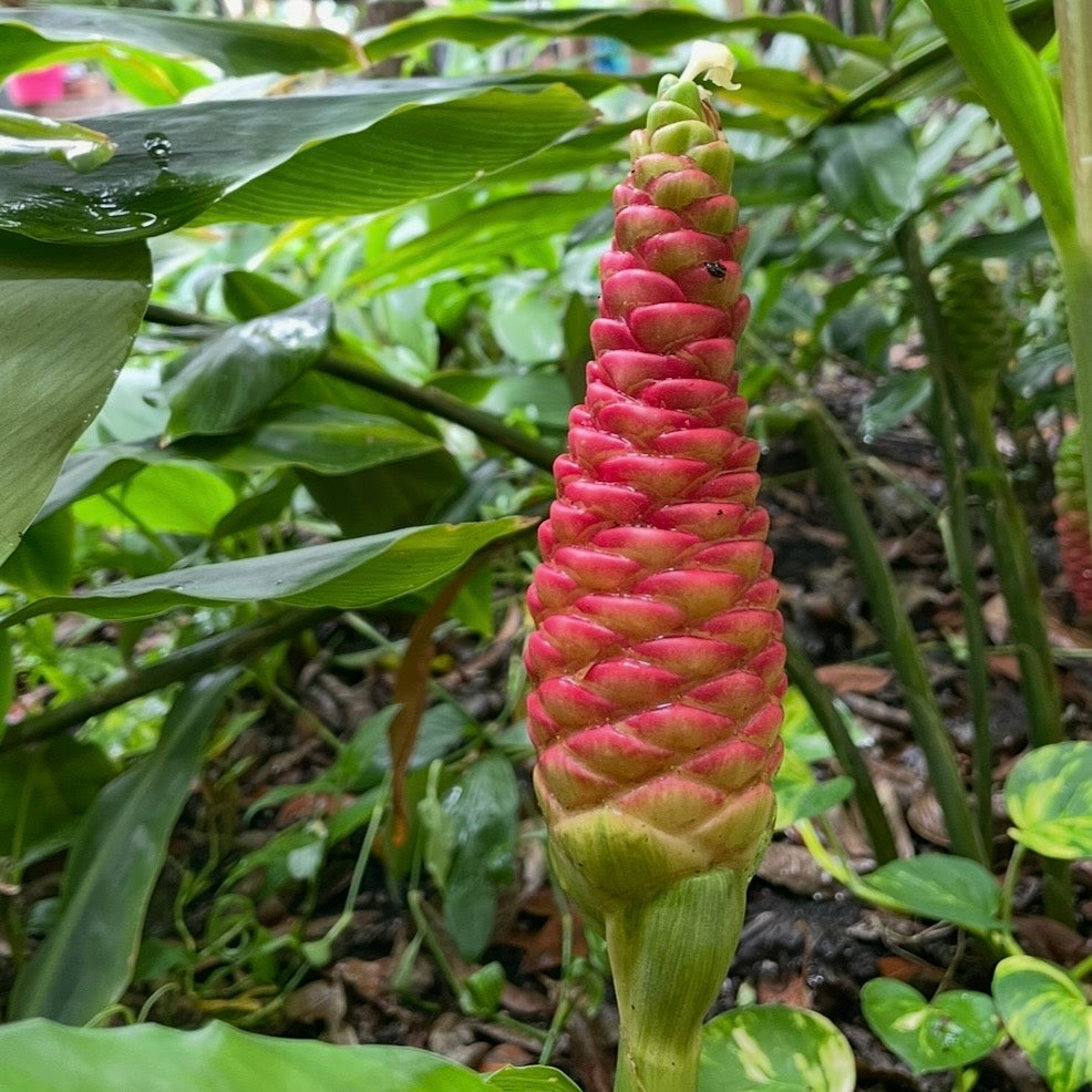 Awapuhi aka Shampoo Ginger