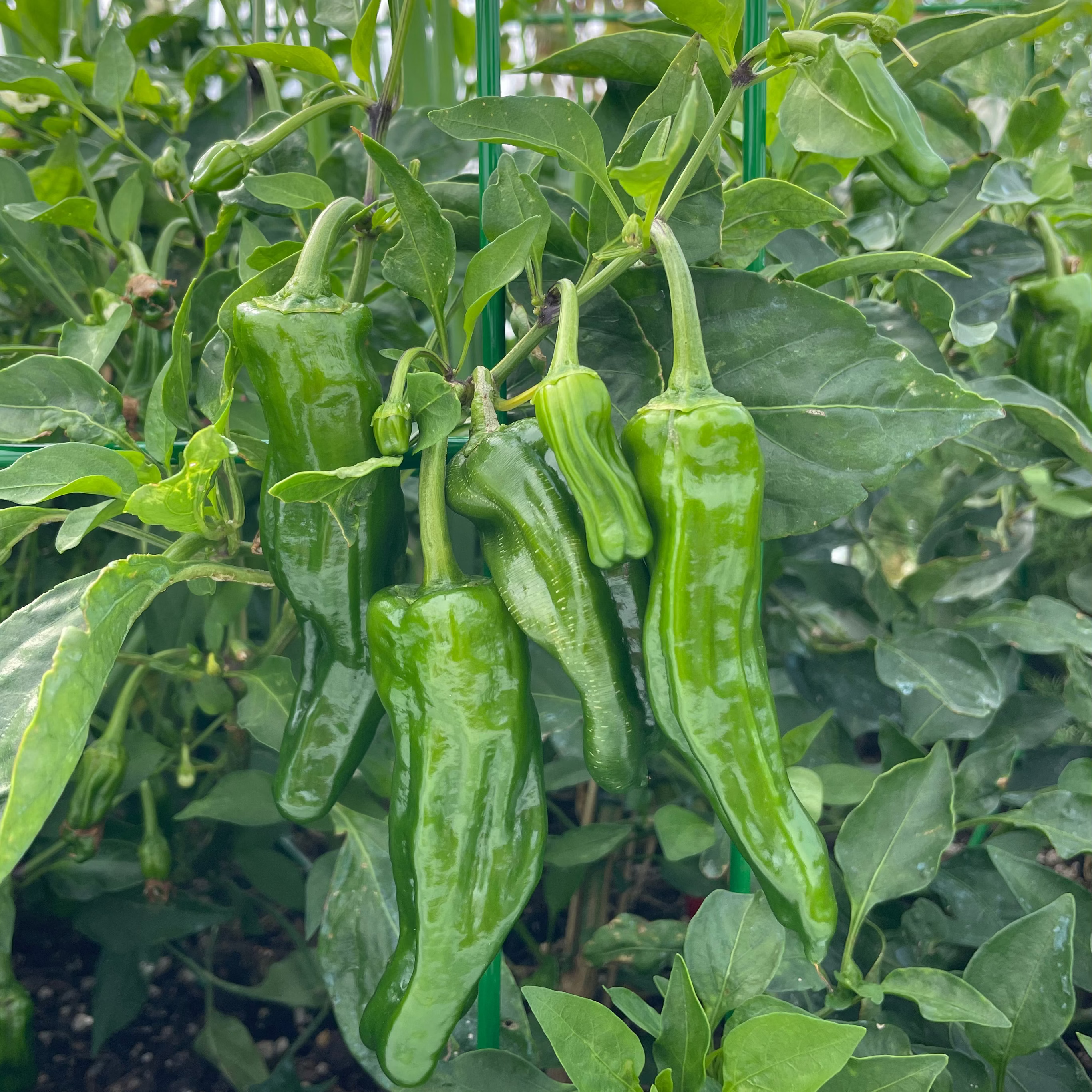 Shishito Pepper