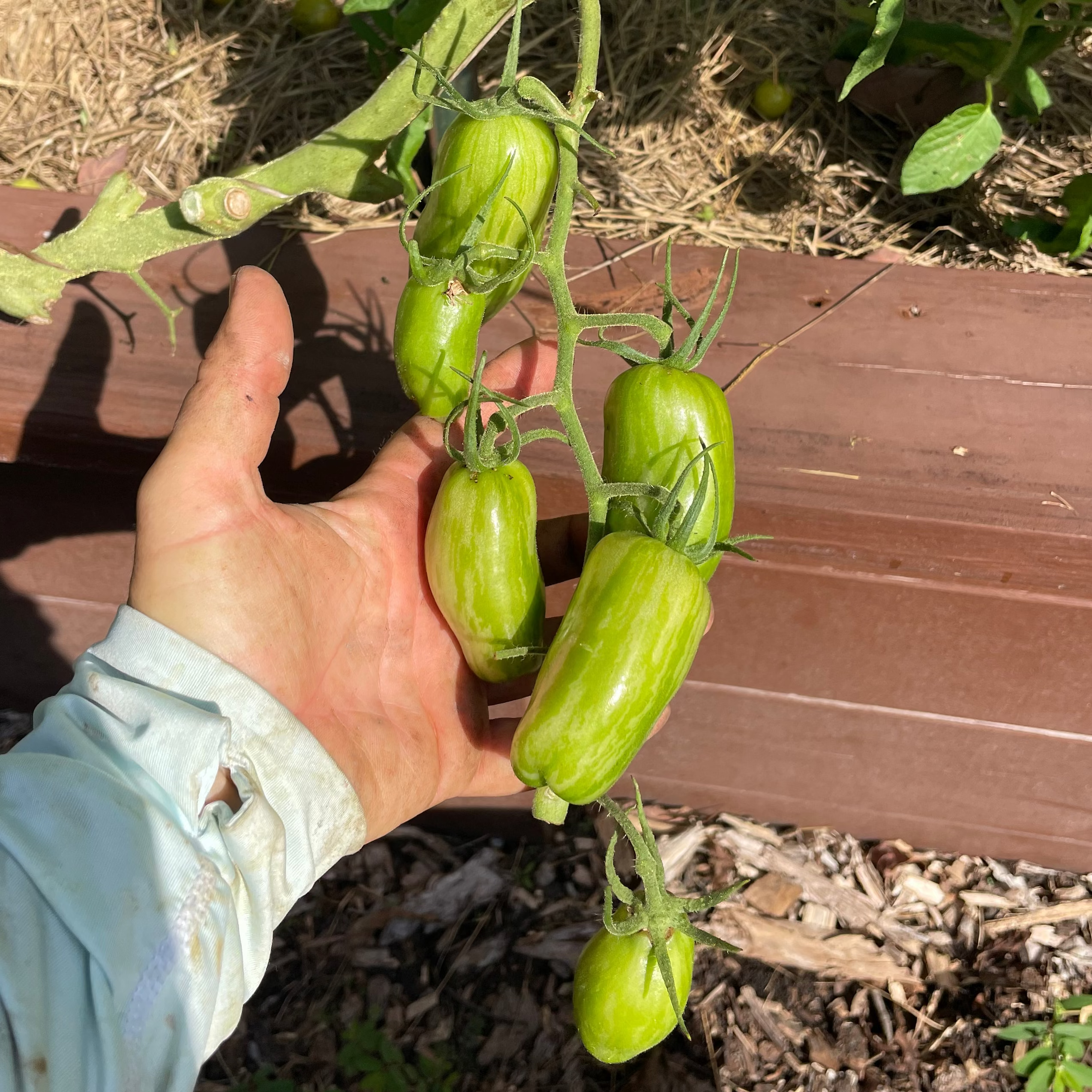 Speckled Roman Paste Tomato