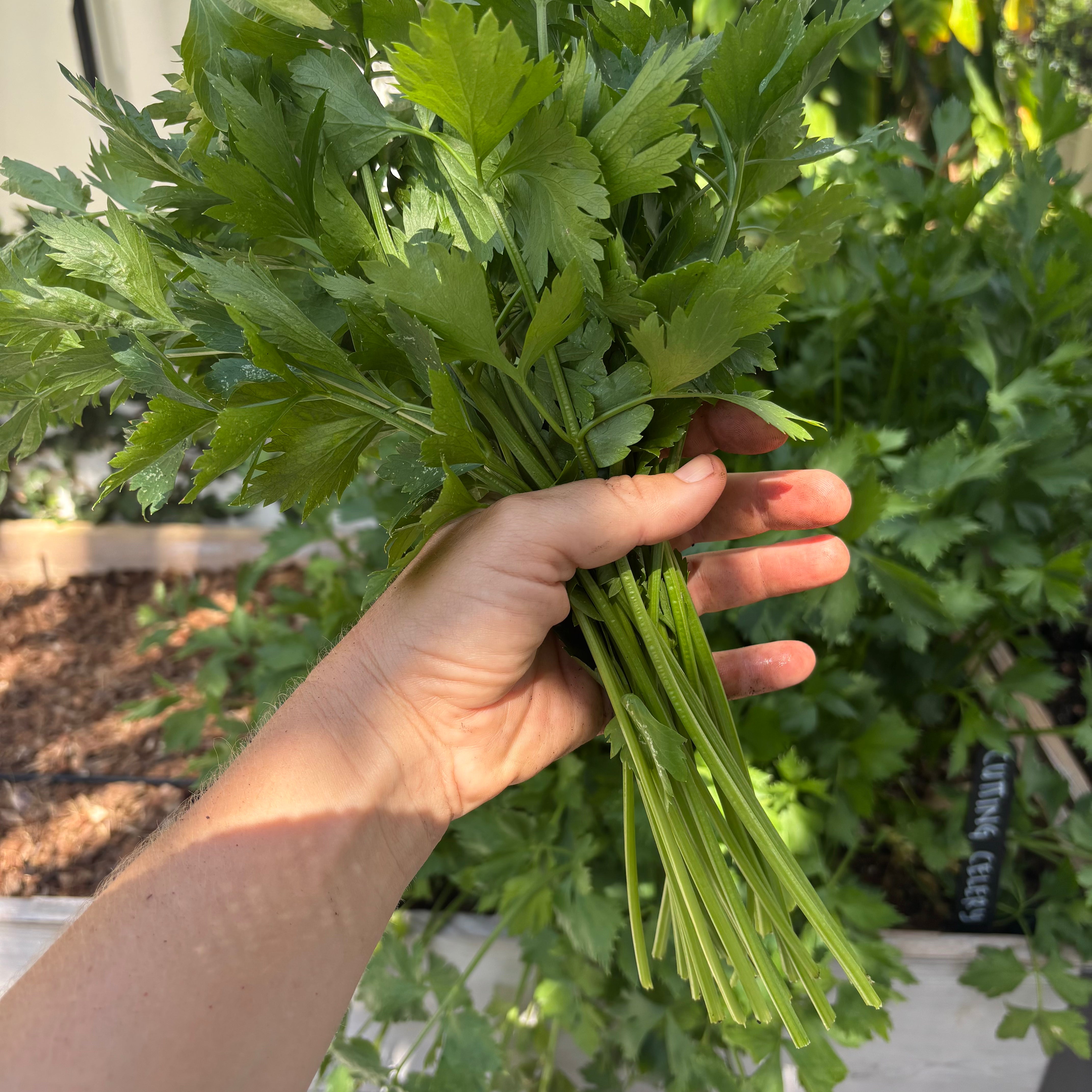 Cutting Celery