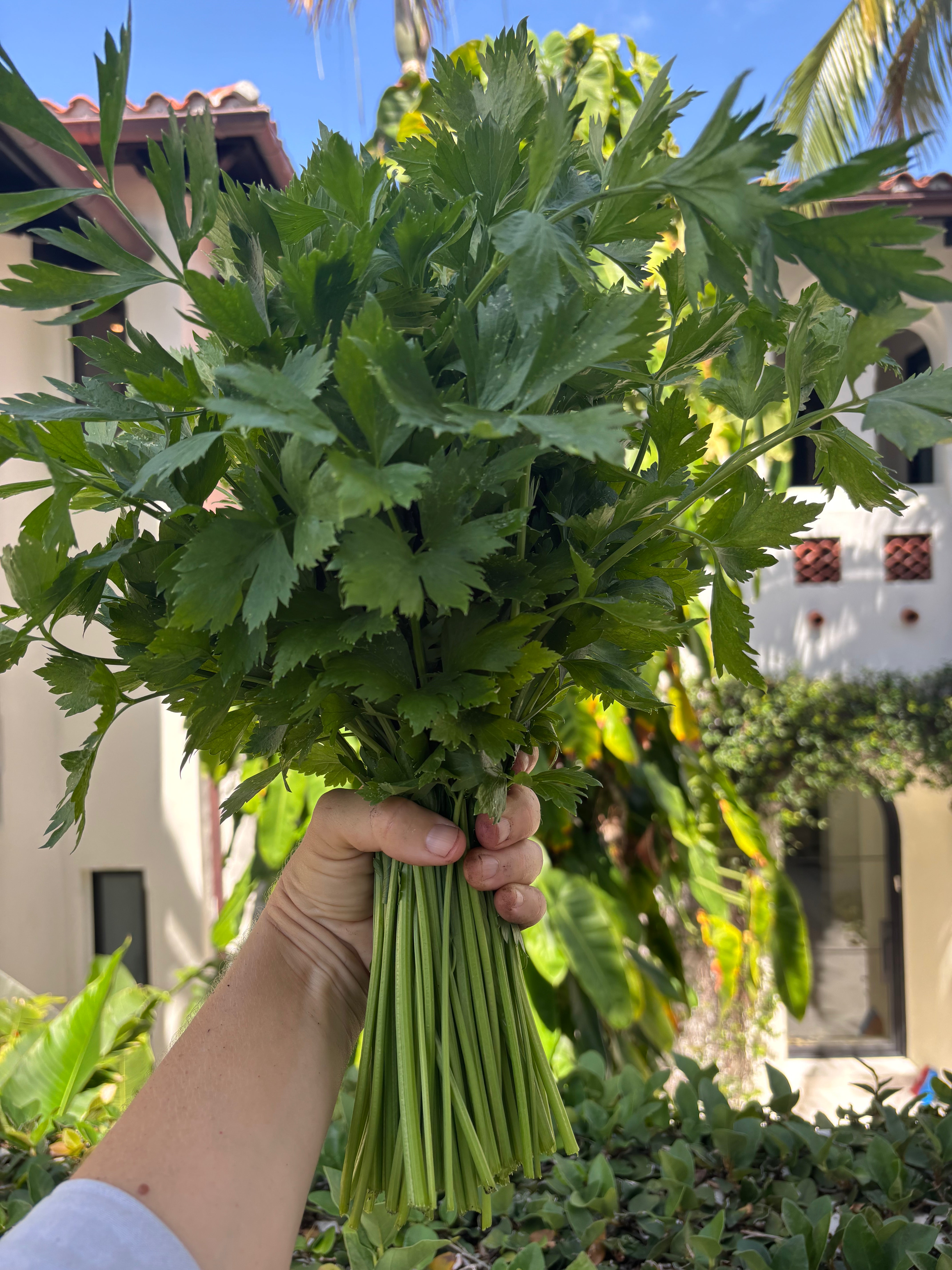 Cutting Celery