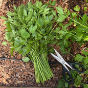 Cutting Celery