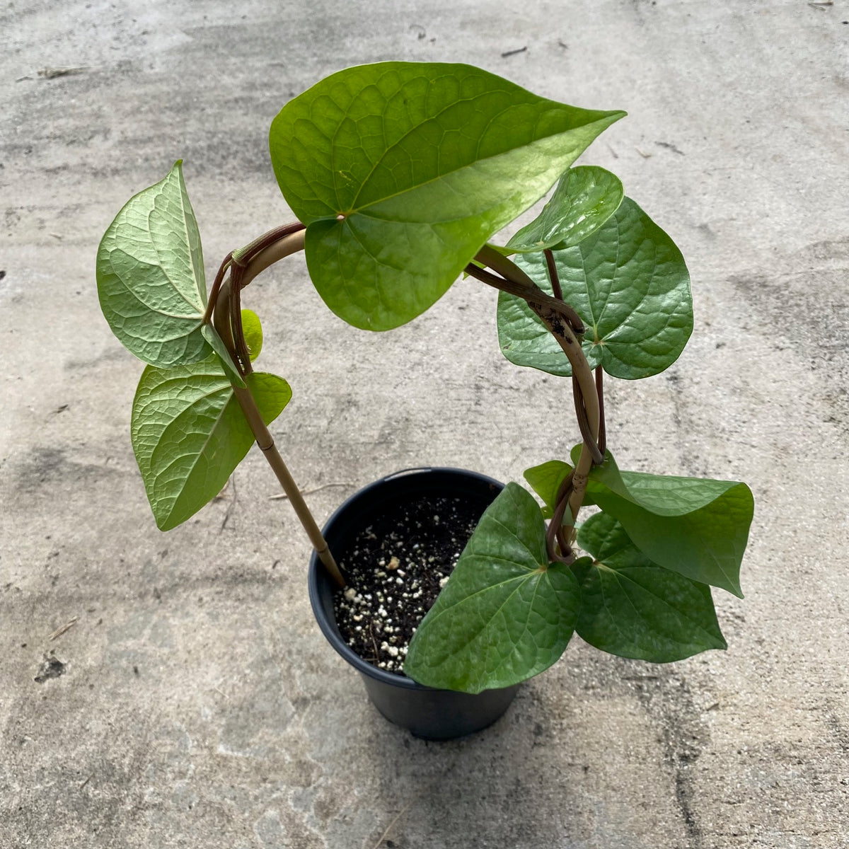 Betel Leaf Vine