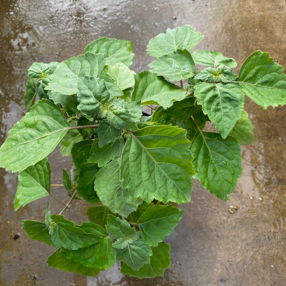 Patchouli