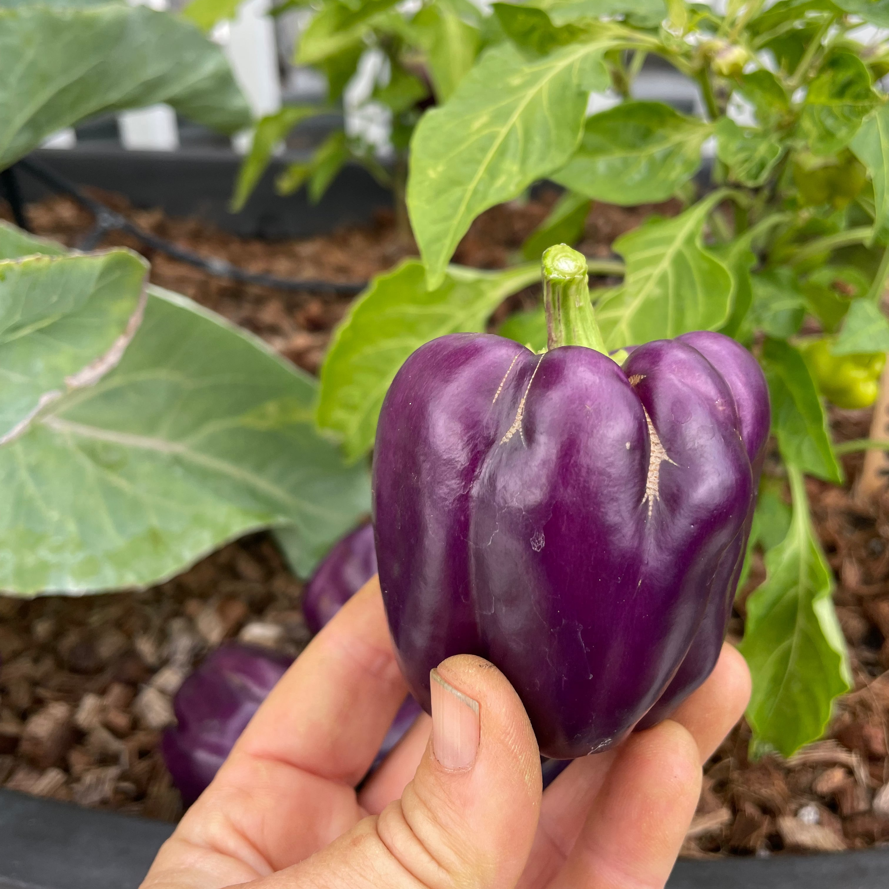 Islander Bell Pepper