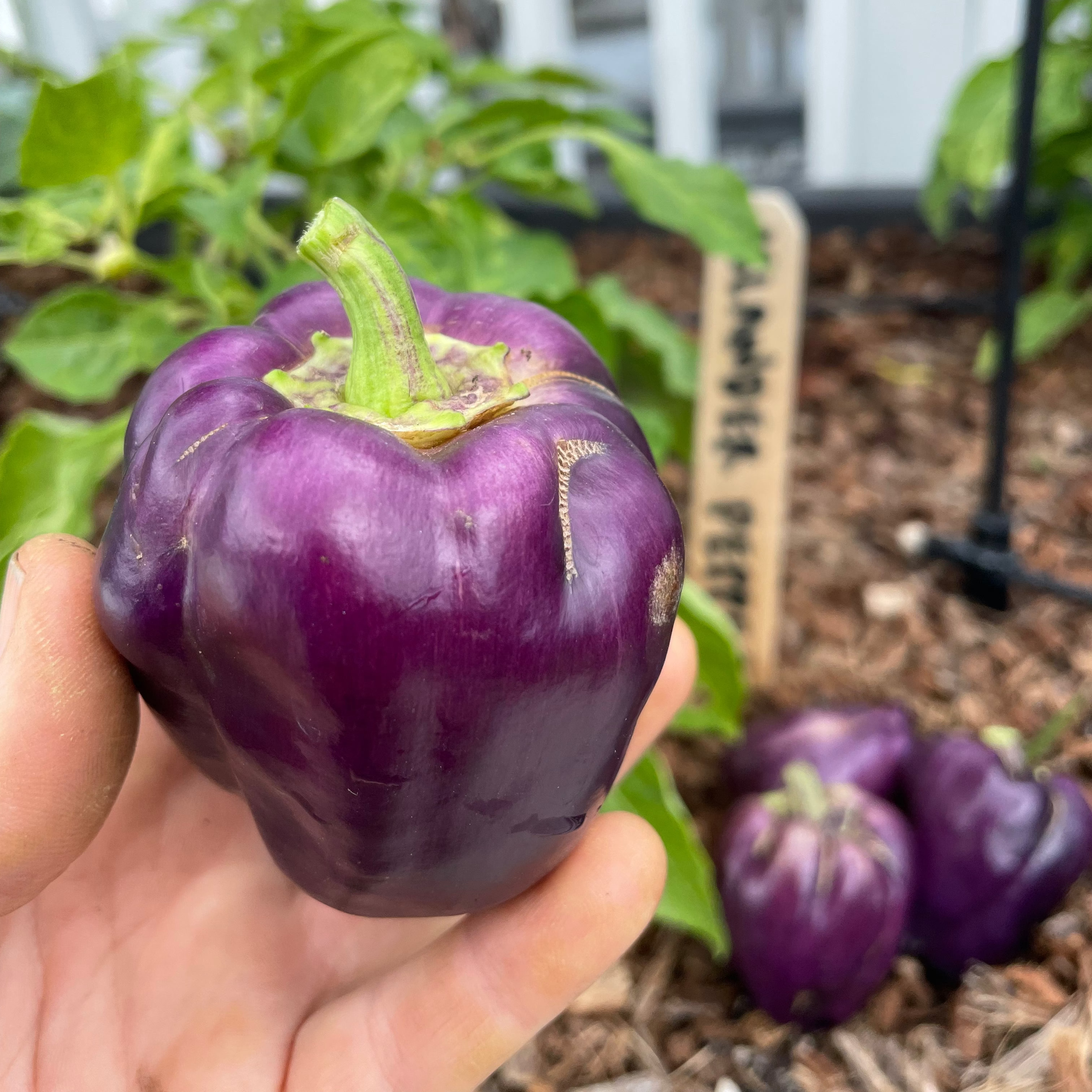 Islander Bell Pepper
