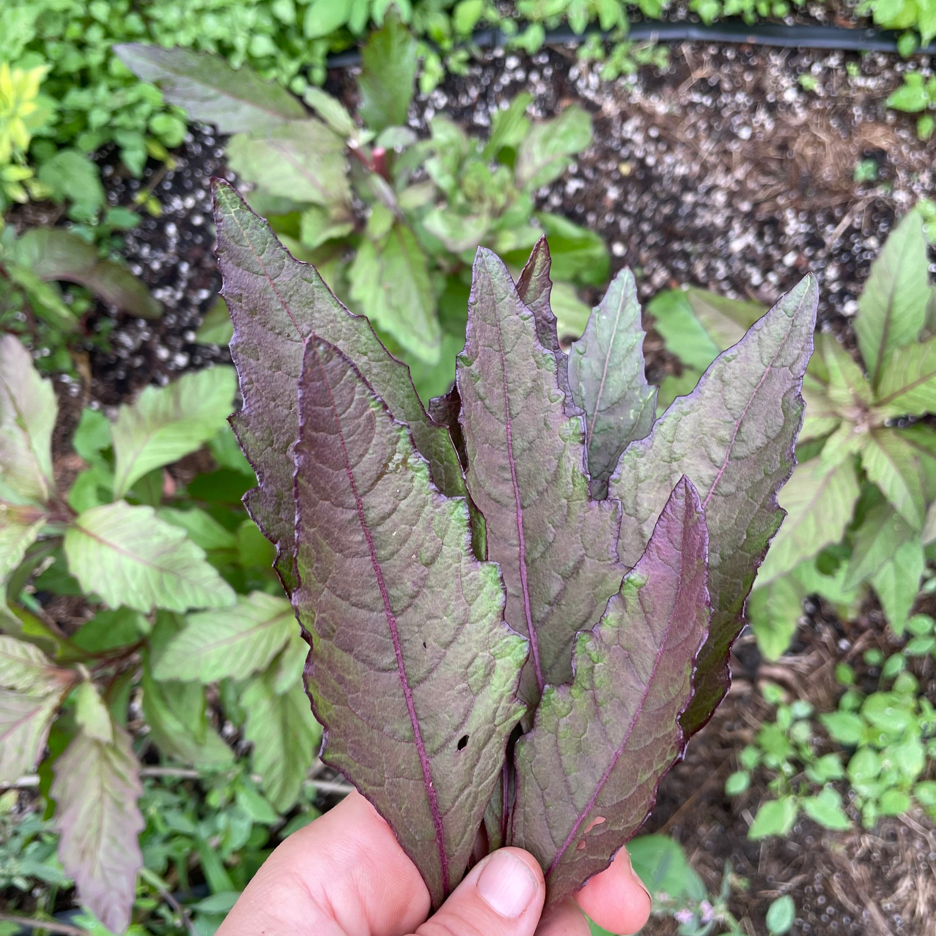 Oaxacan Red Epazote