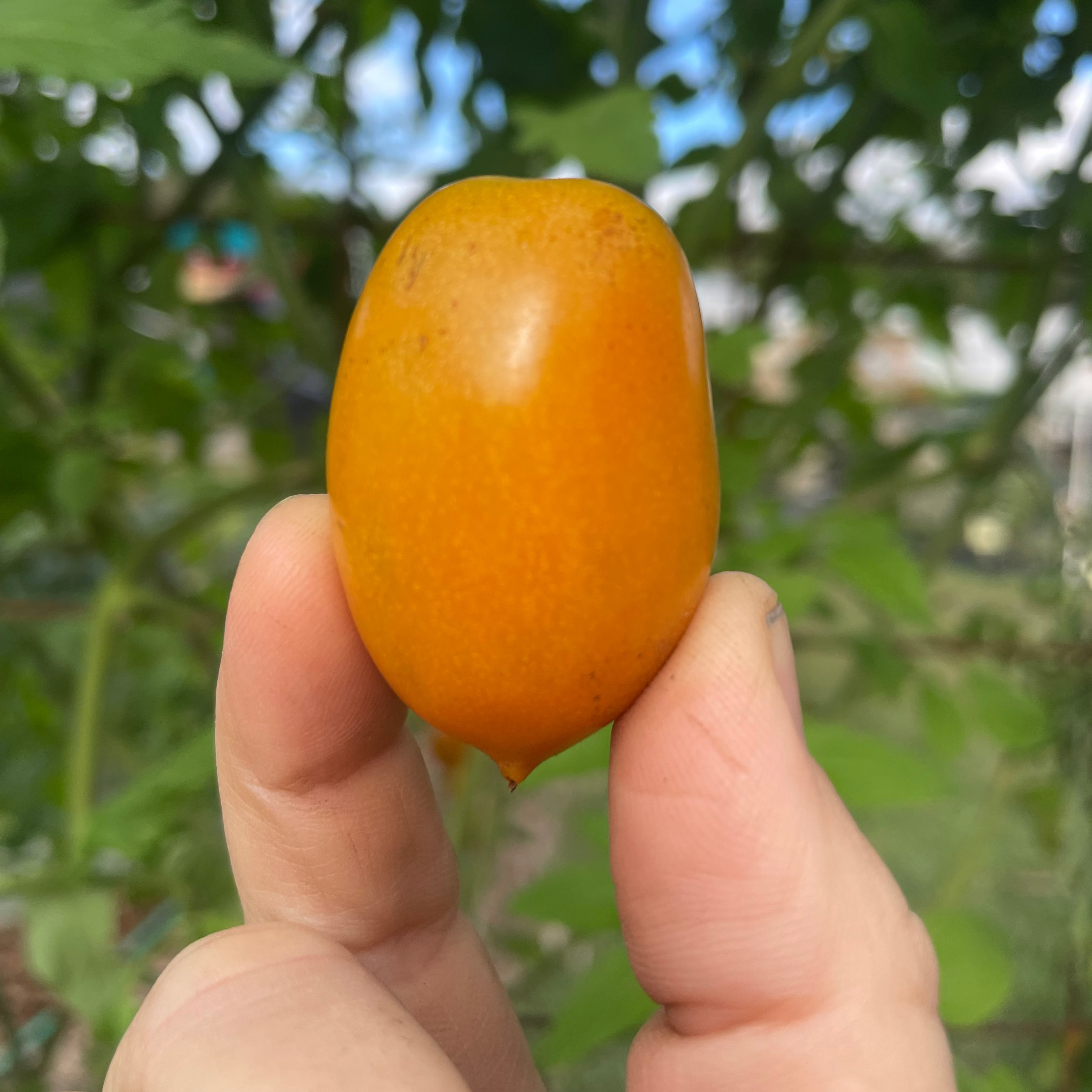 Gold Nugget Cherry Tomato