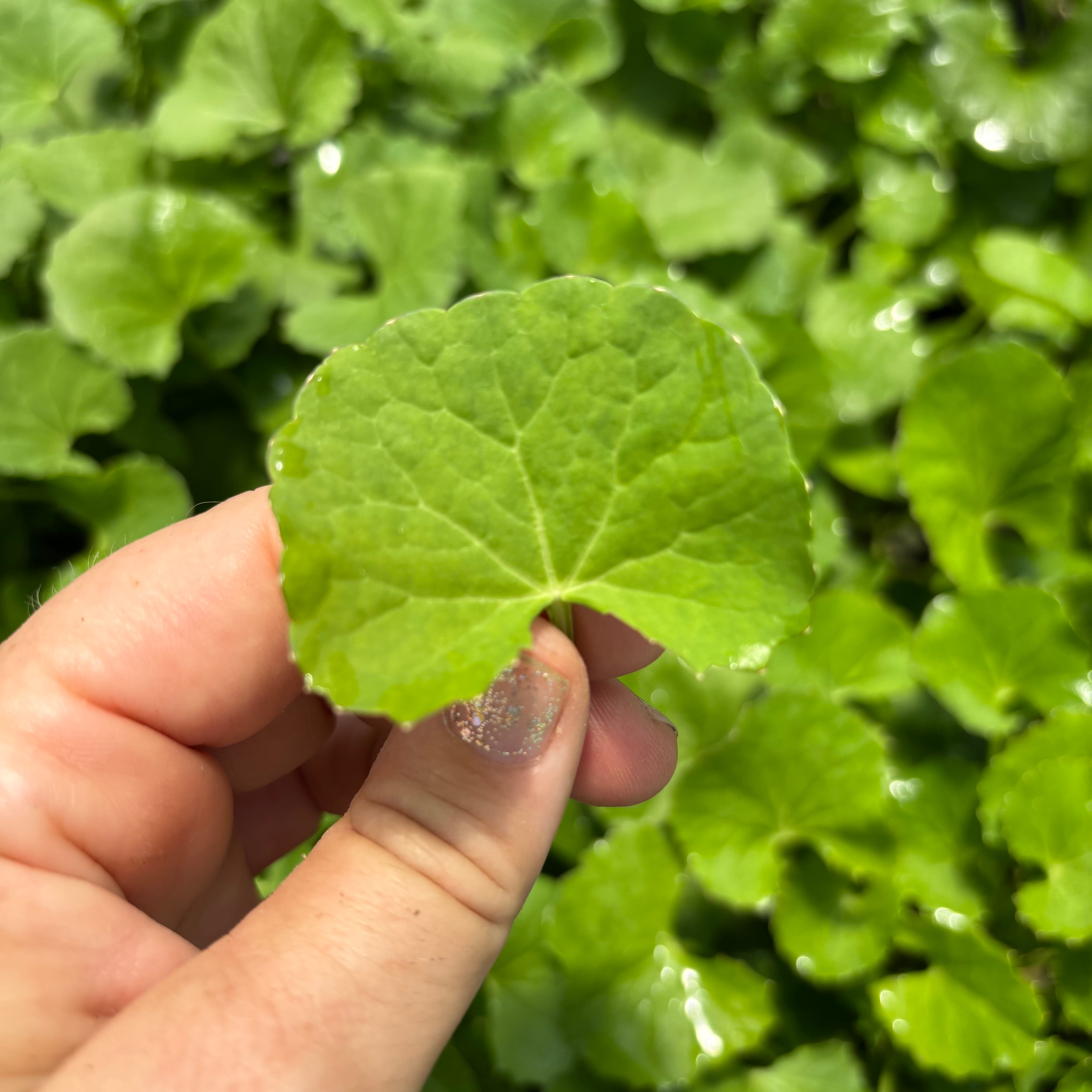 Gotu Kola