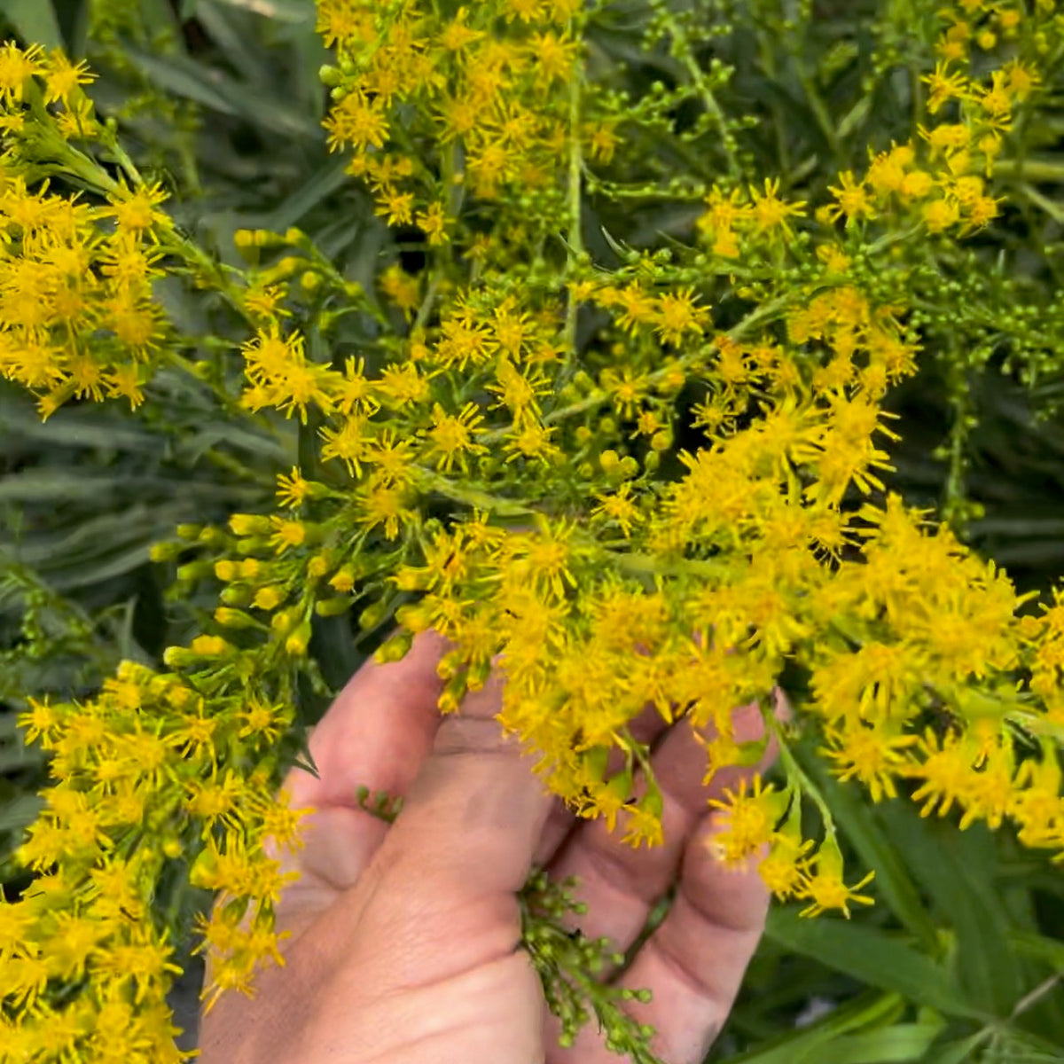 Goldenrod