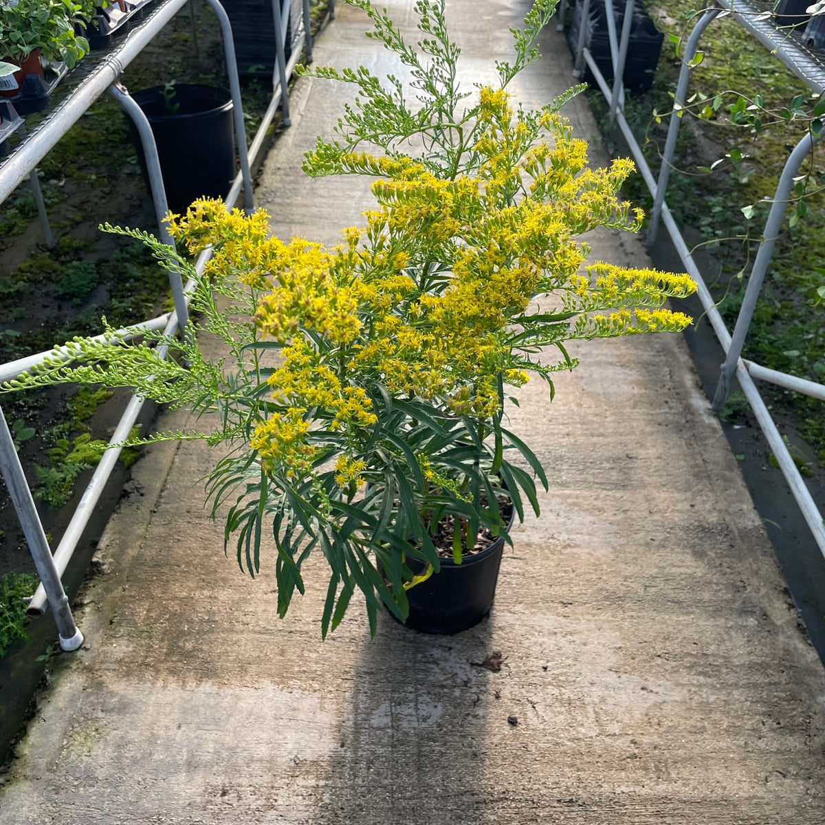 Goldenrod