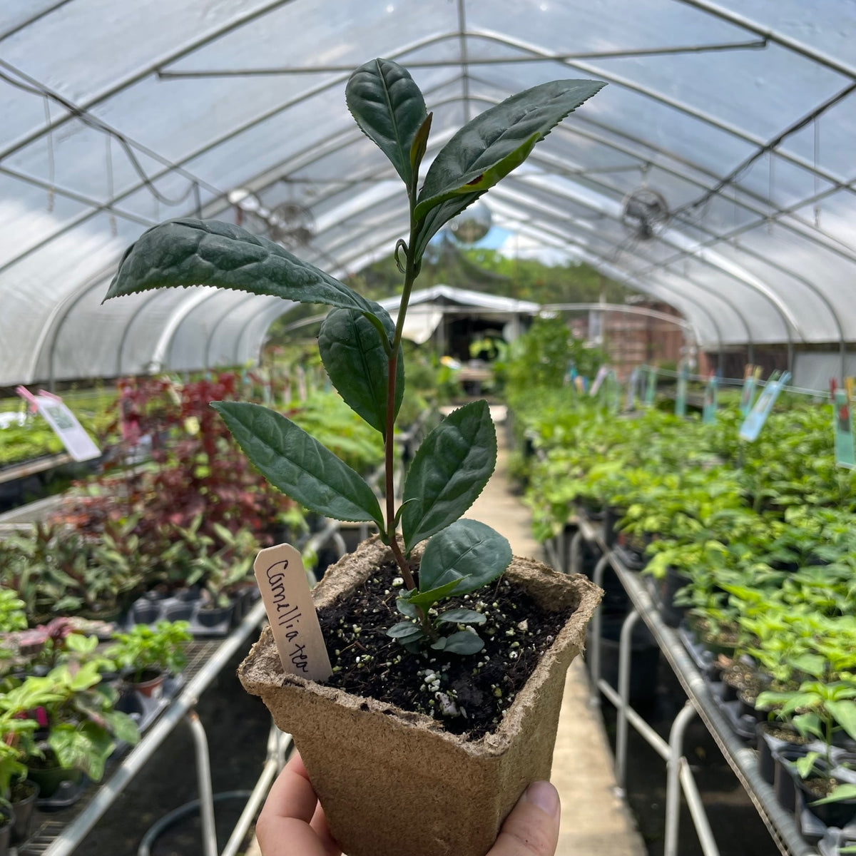 Large Leaf Tea Camellia