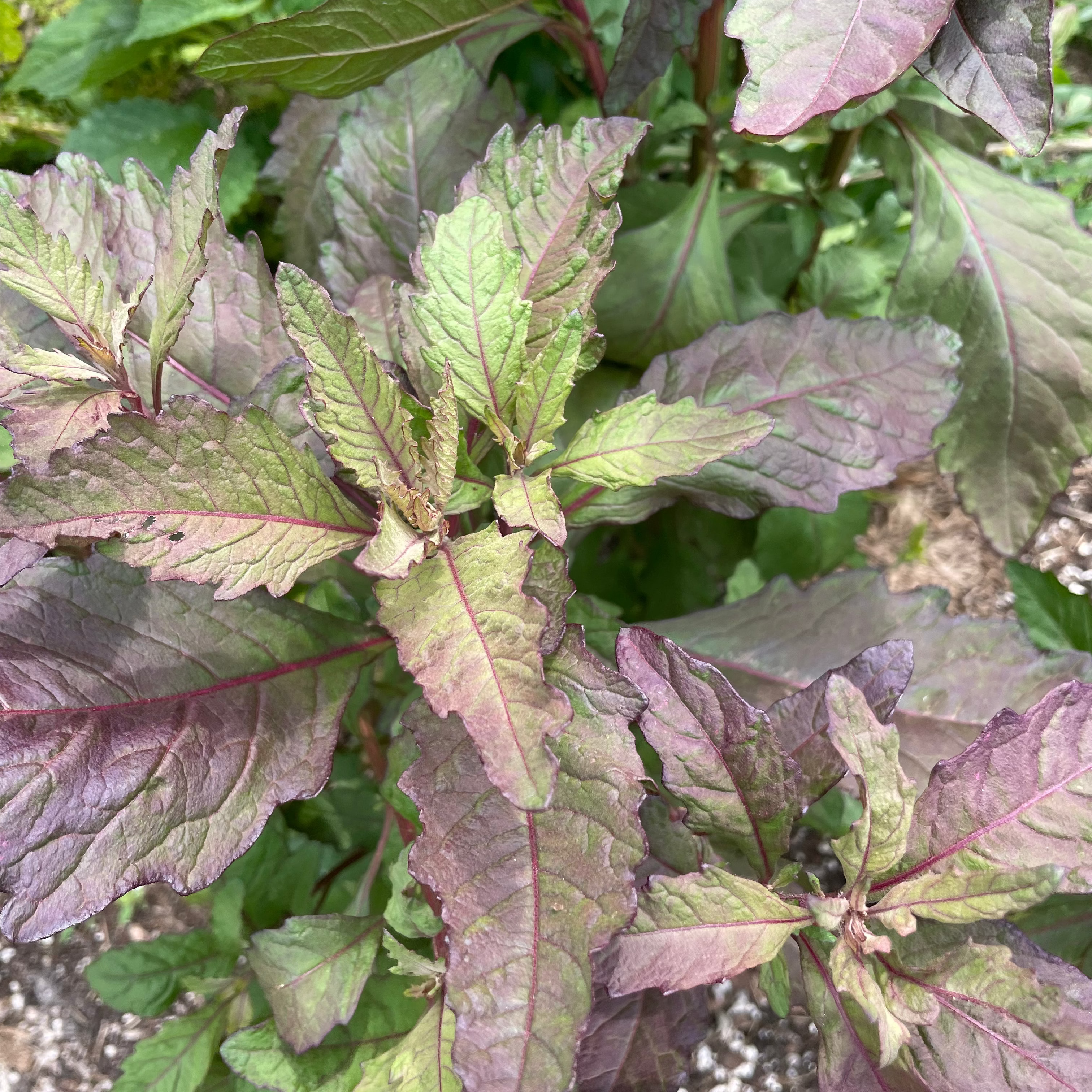 Oaxacan Red Epazote
