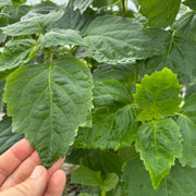 Patchouli