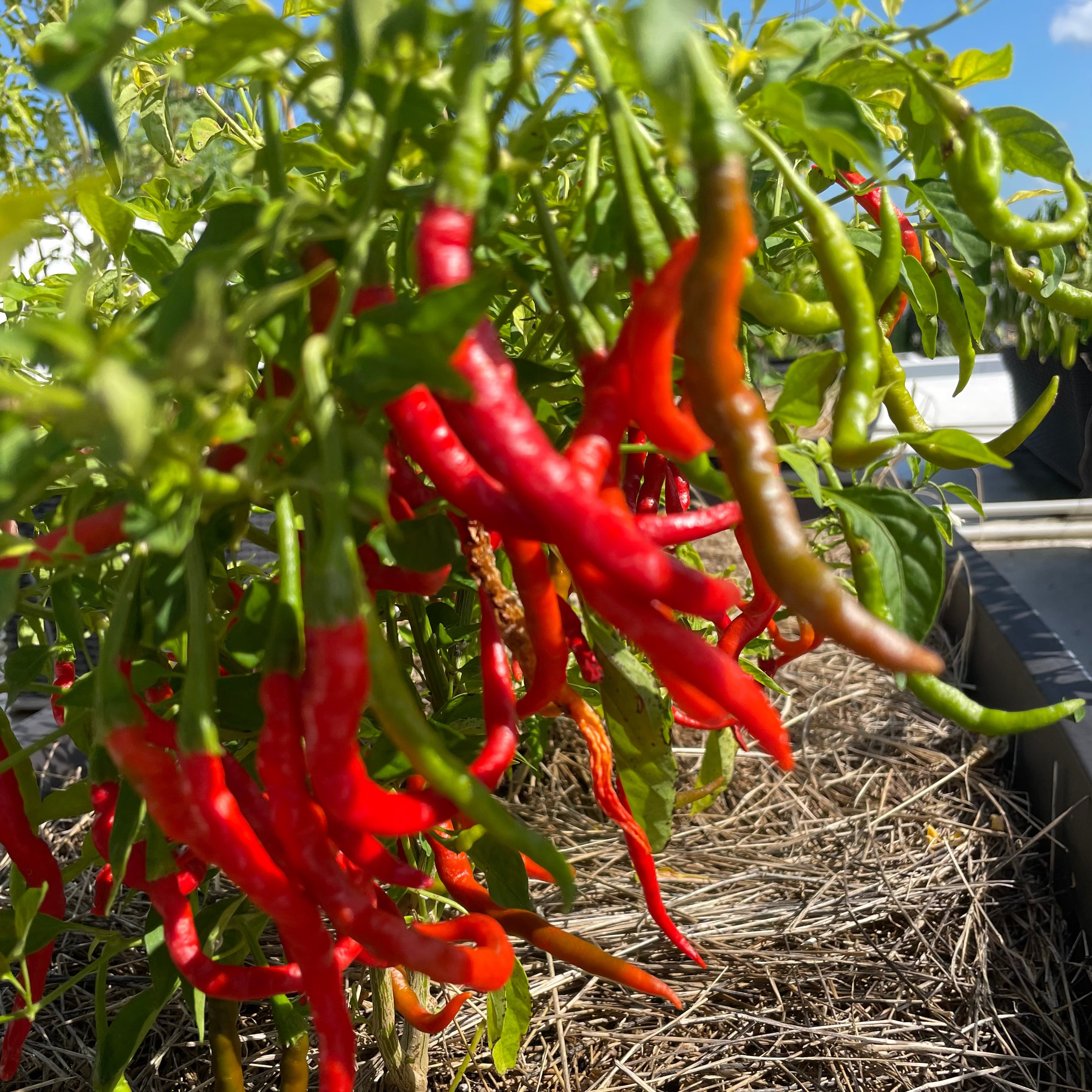 Himo Togarashi Pepper