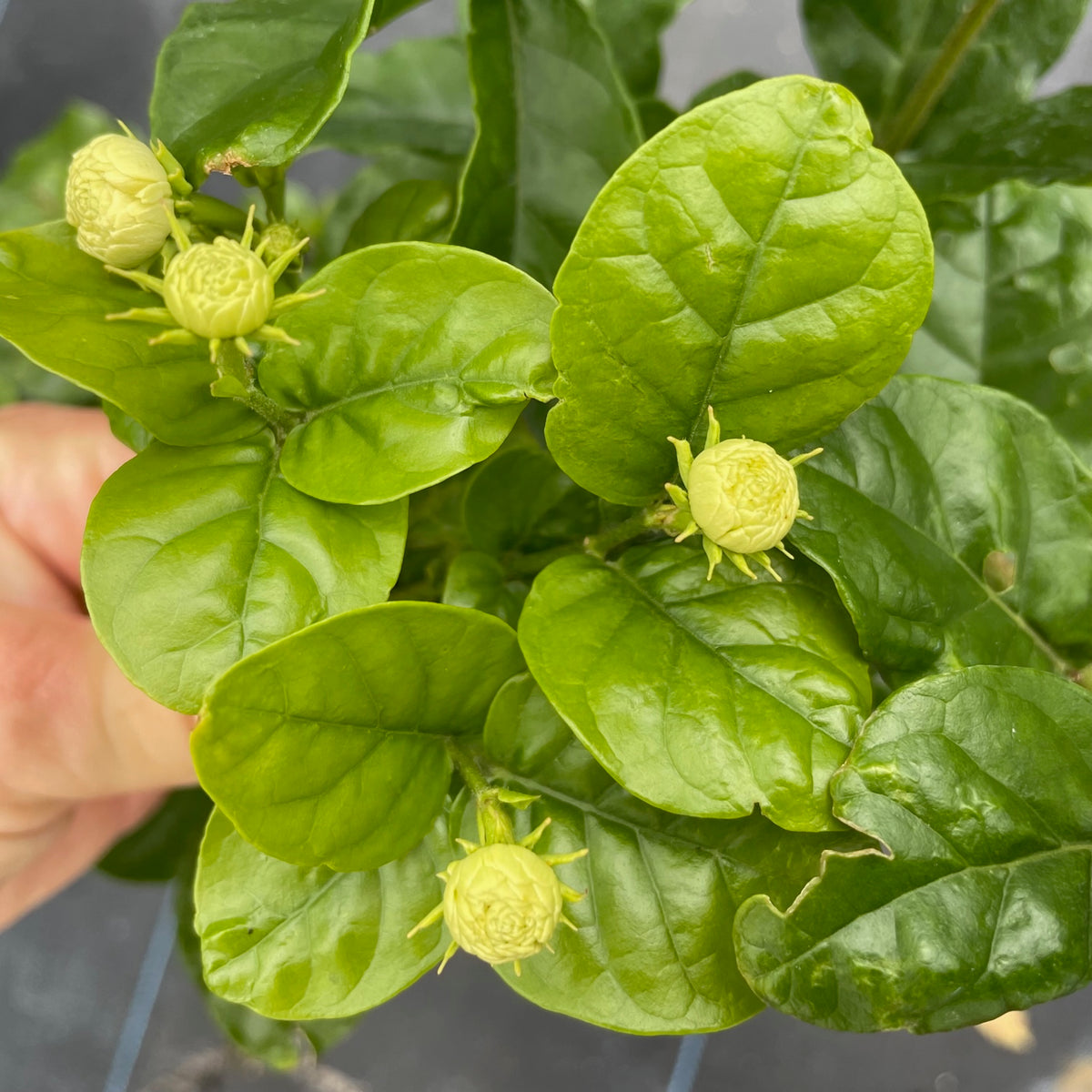 Sambac Jasmine