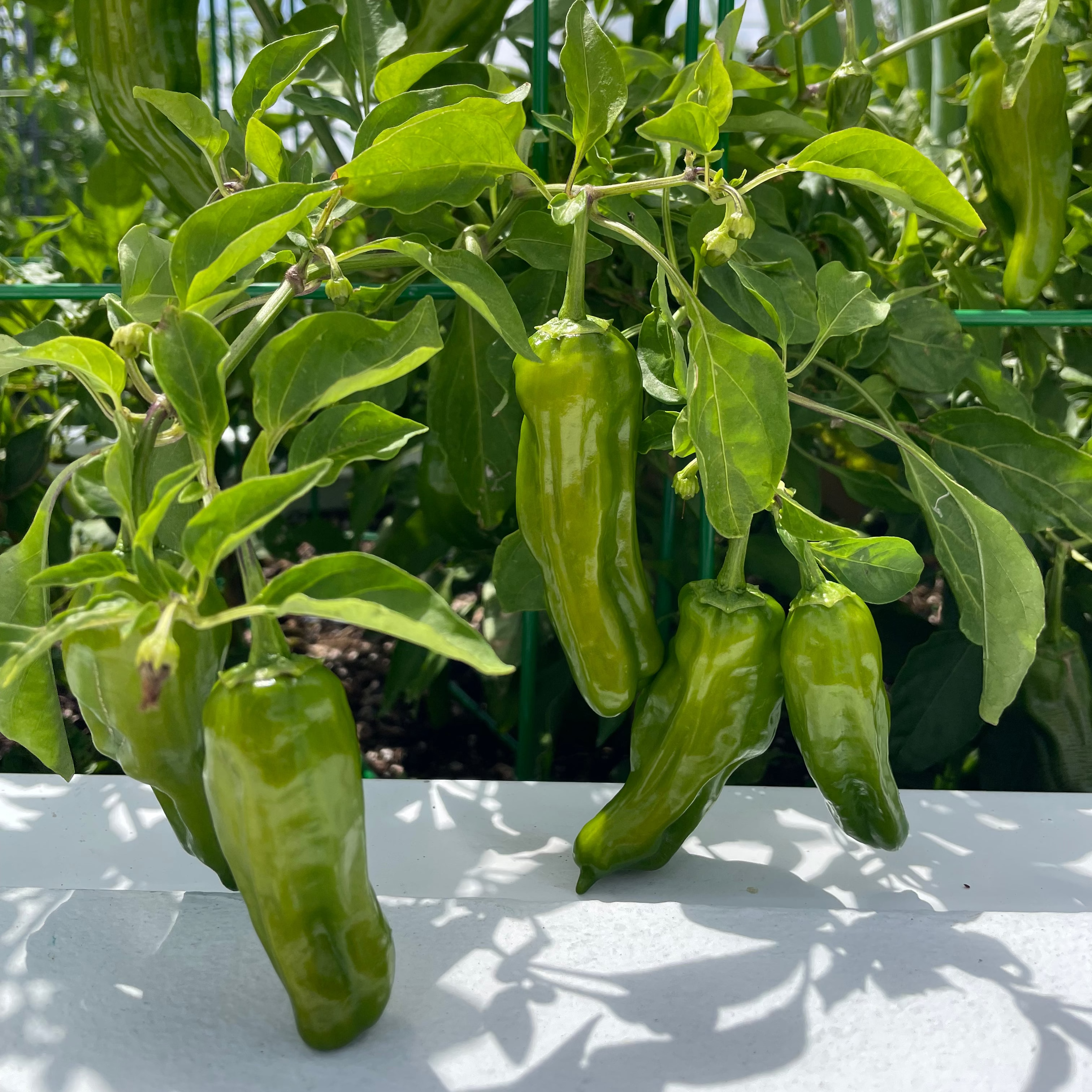 Shishito Pepper