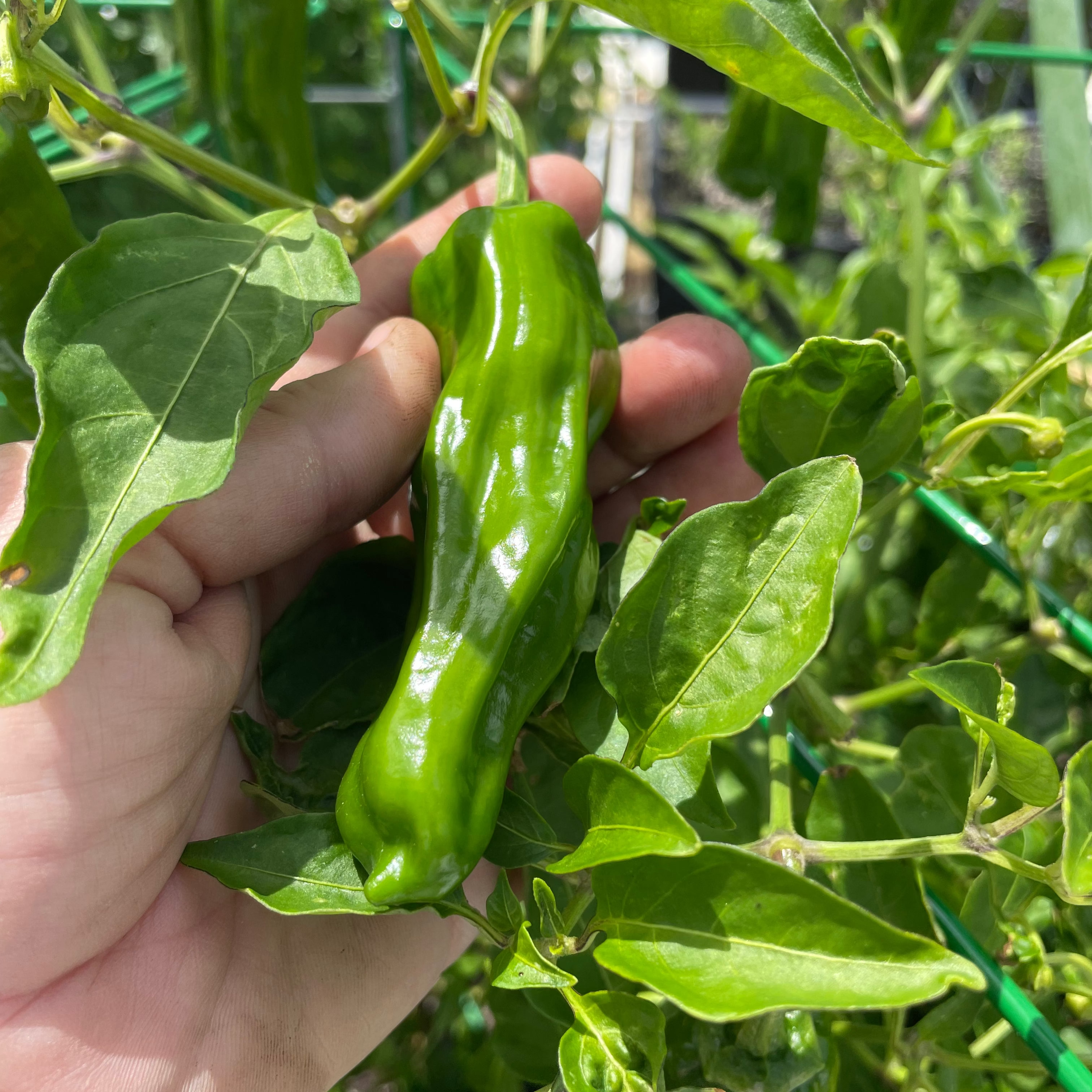 Shishito Pepper