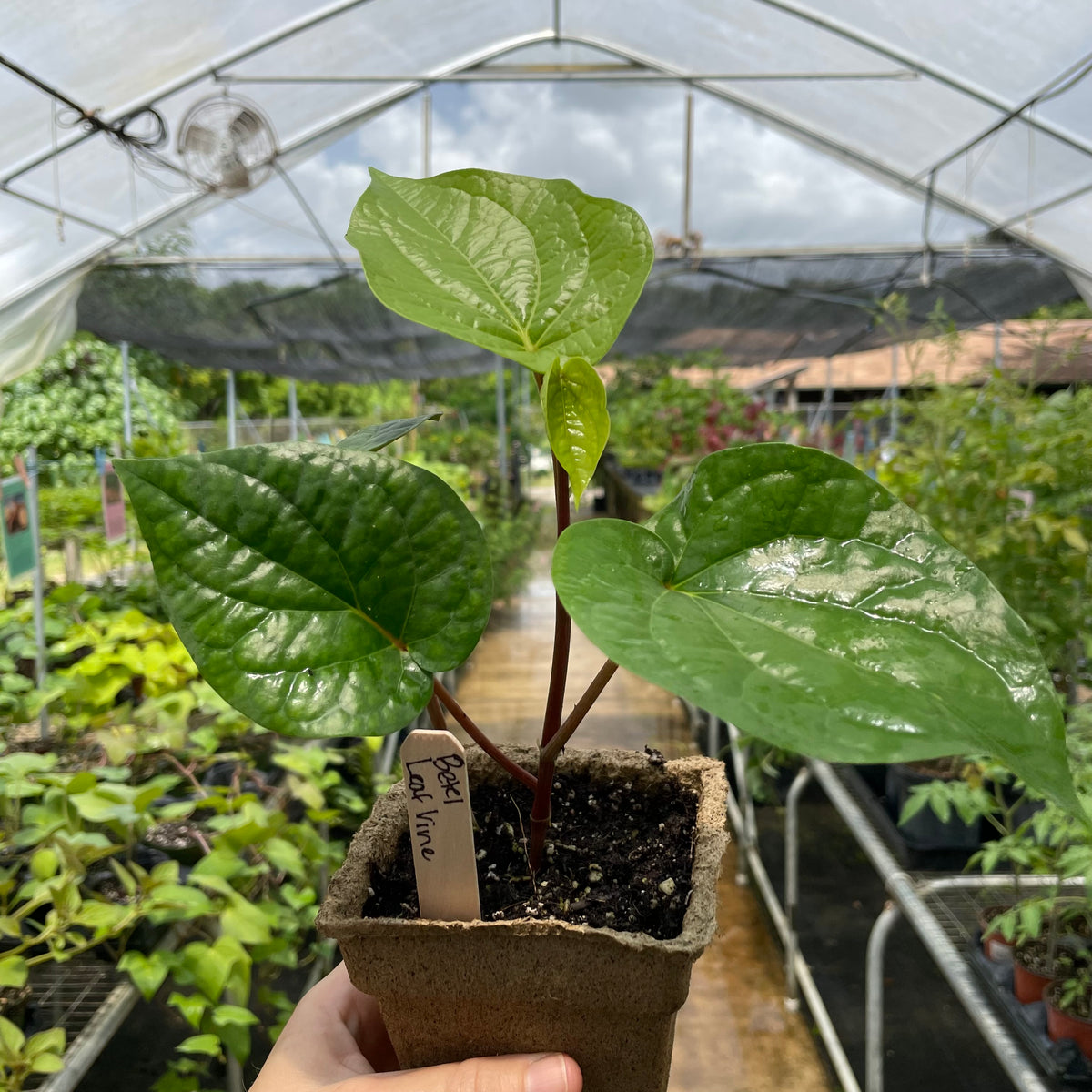 Betel Leaf Vine