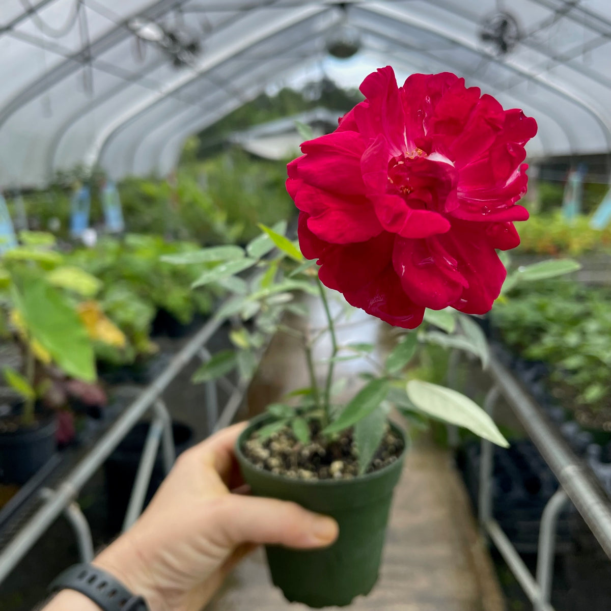 Louise Filippe Rose