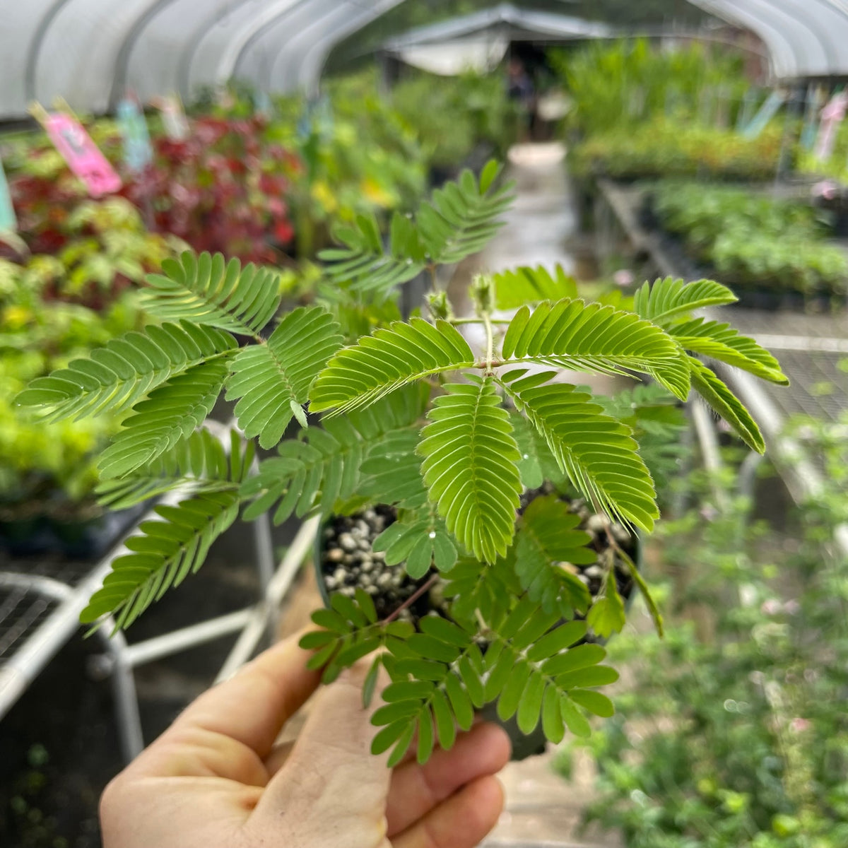 Native Powderpuff Mimosa