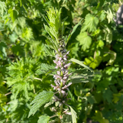 Mugwort