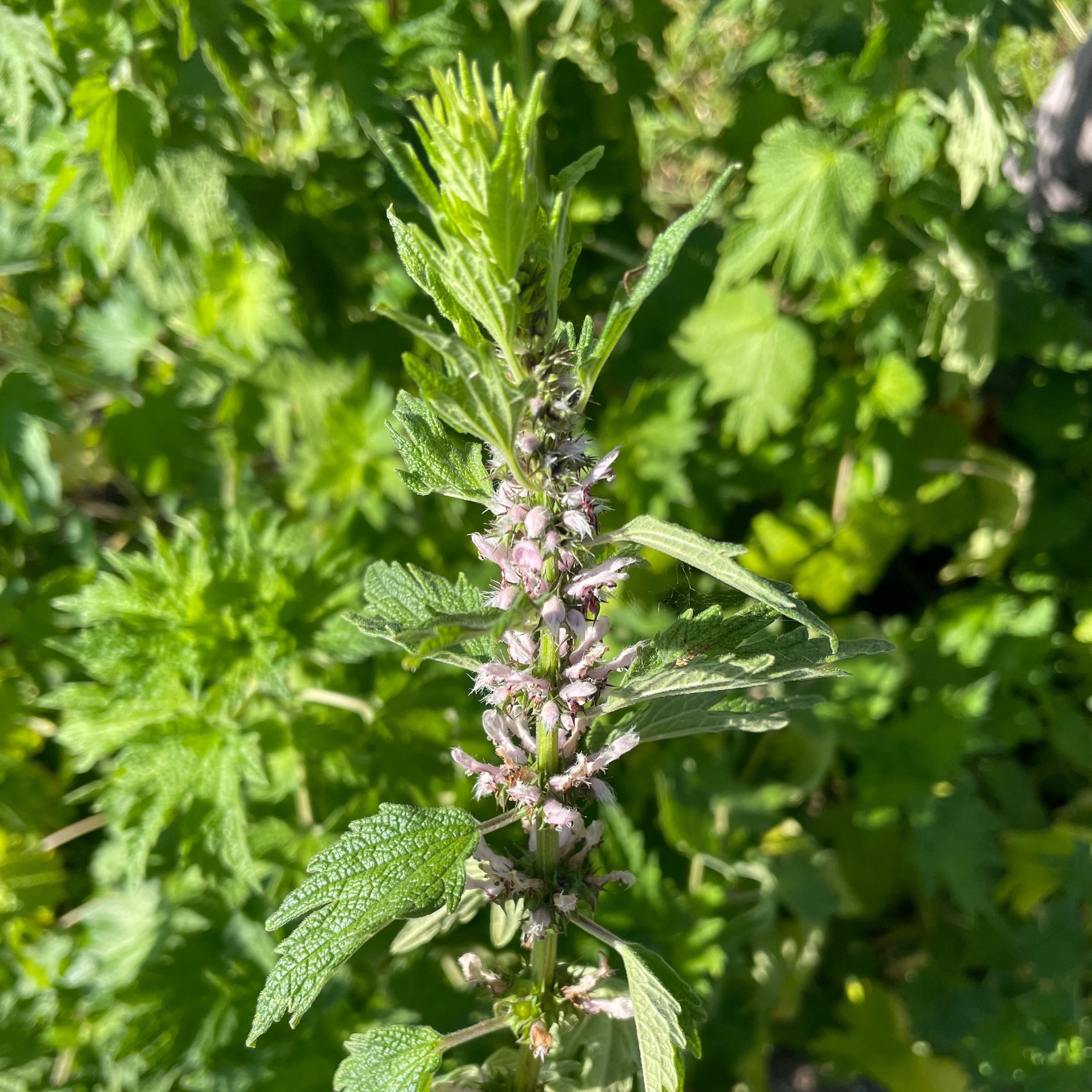 Mugwort