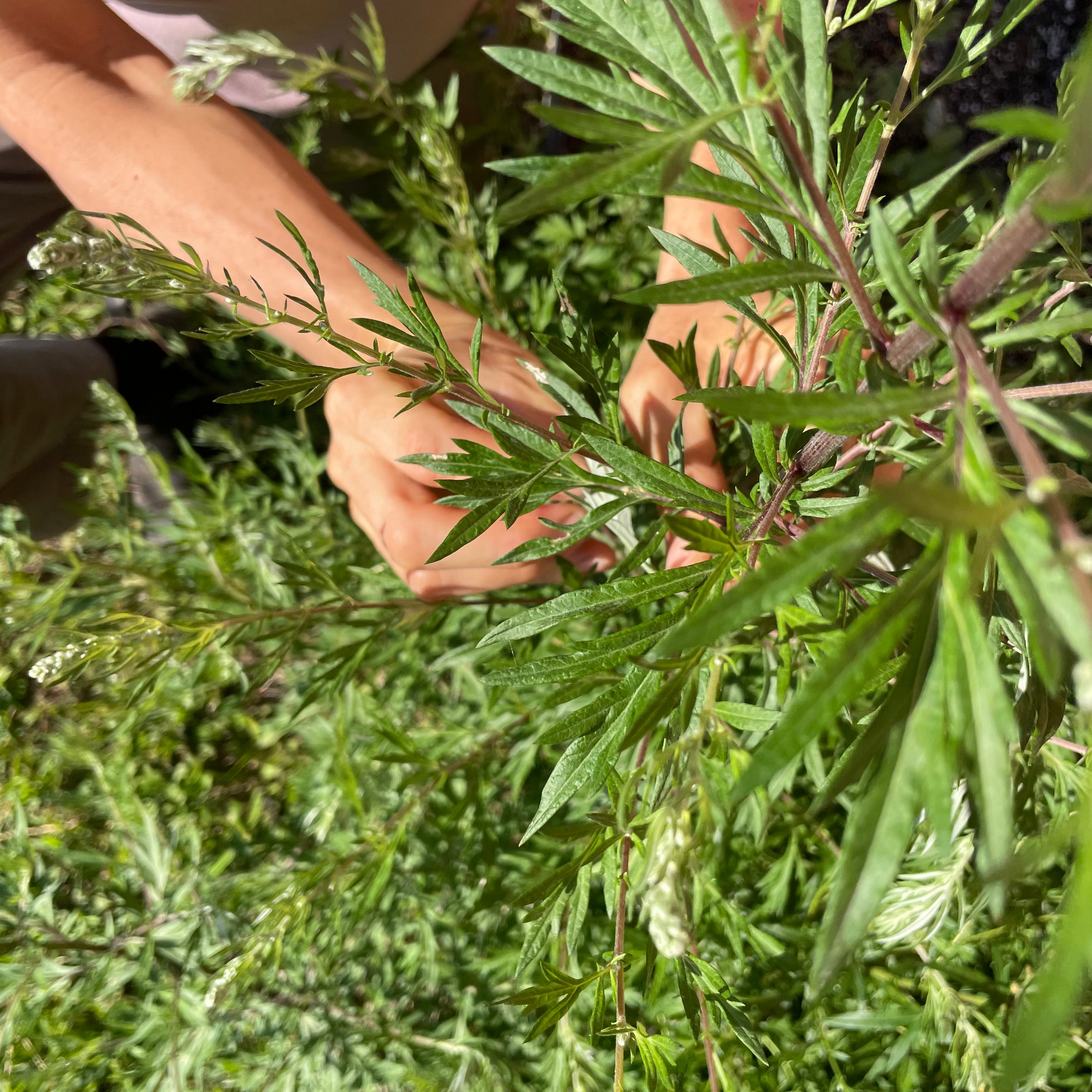 Mugwort