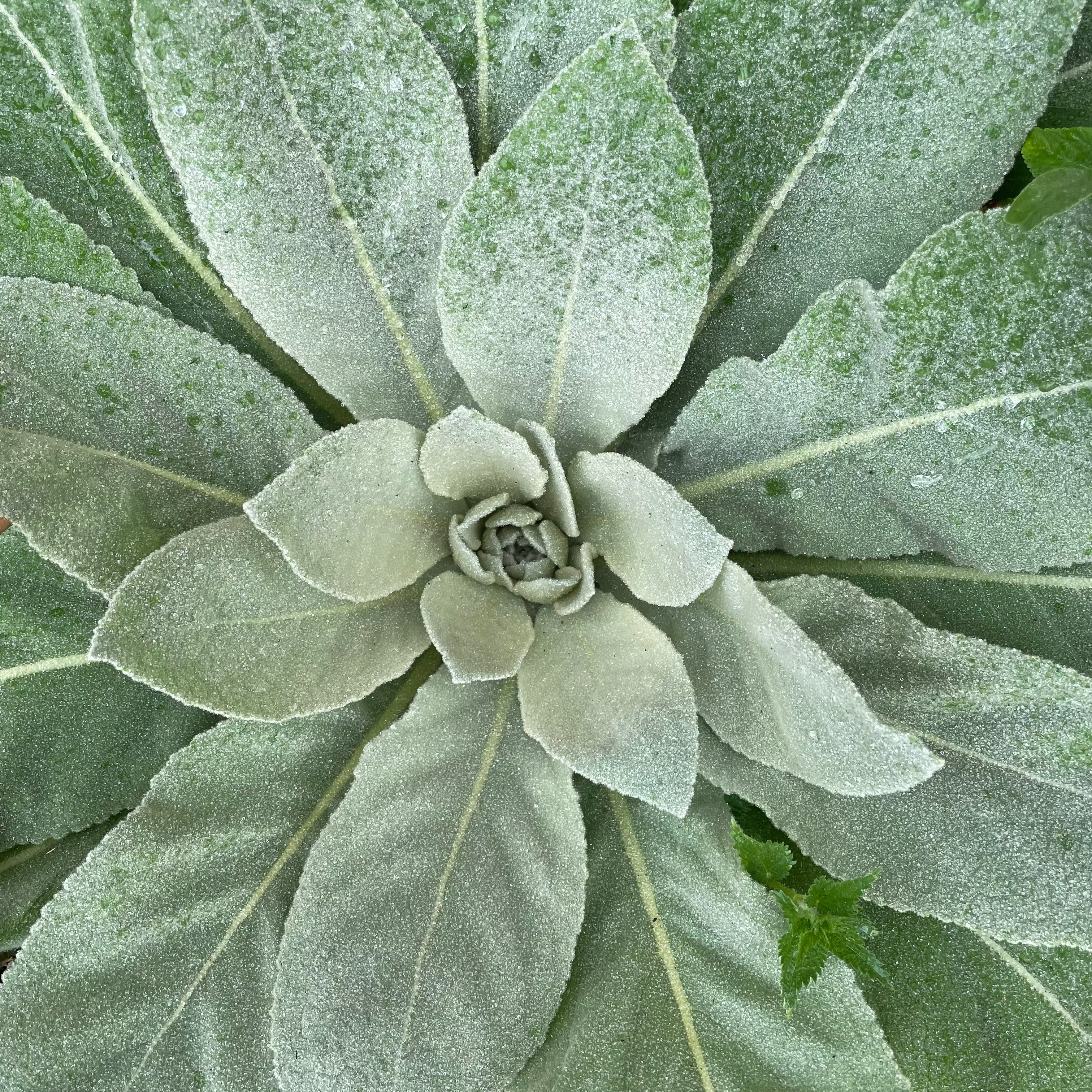 Mullein