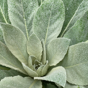 Mullein