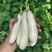 Gretel Eggplant