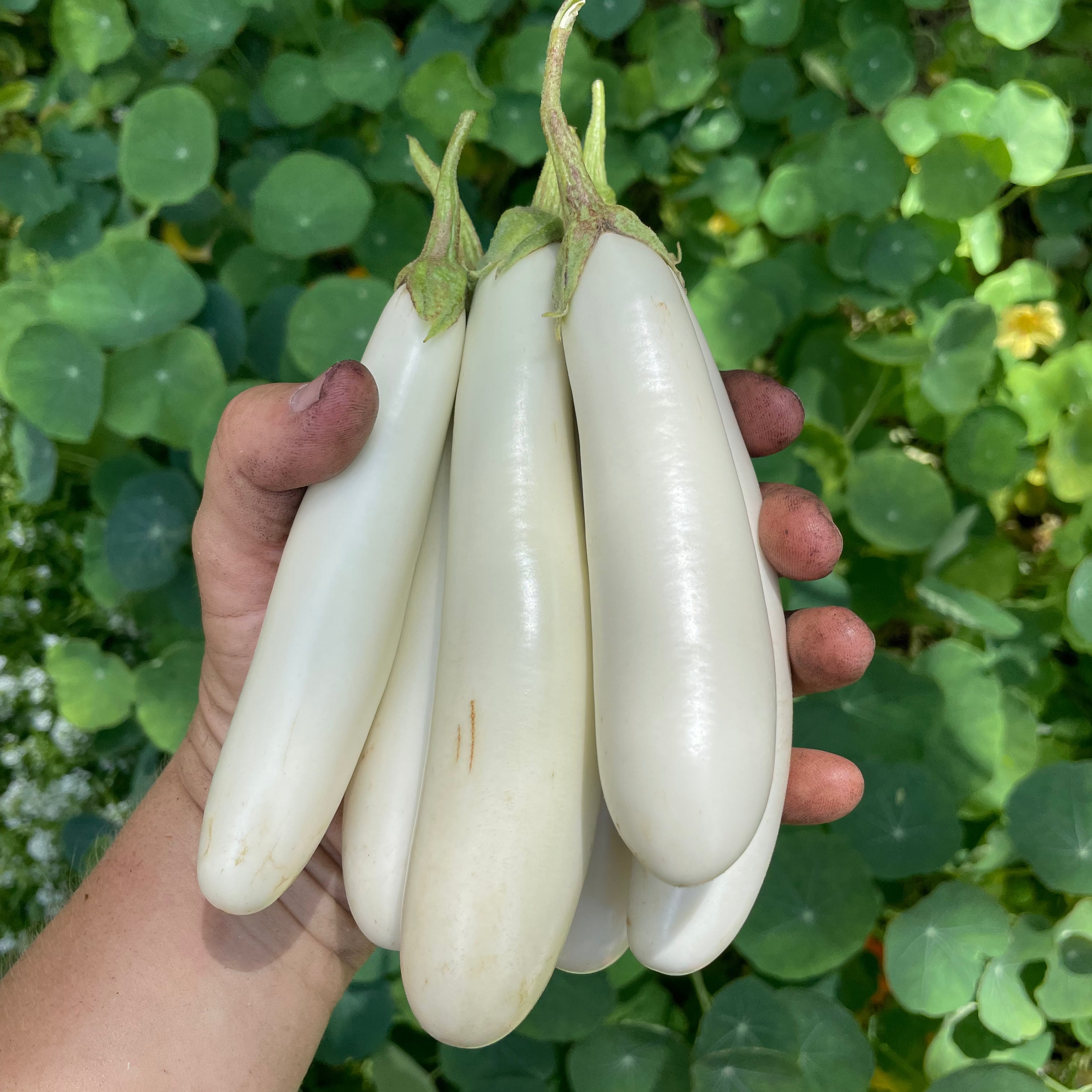 Gretel Eggplant