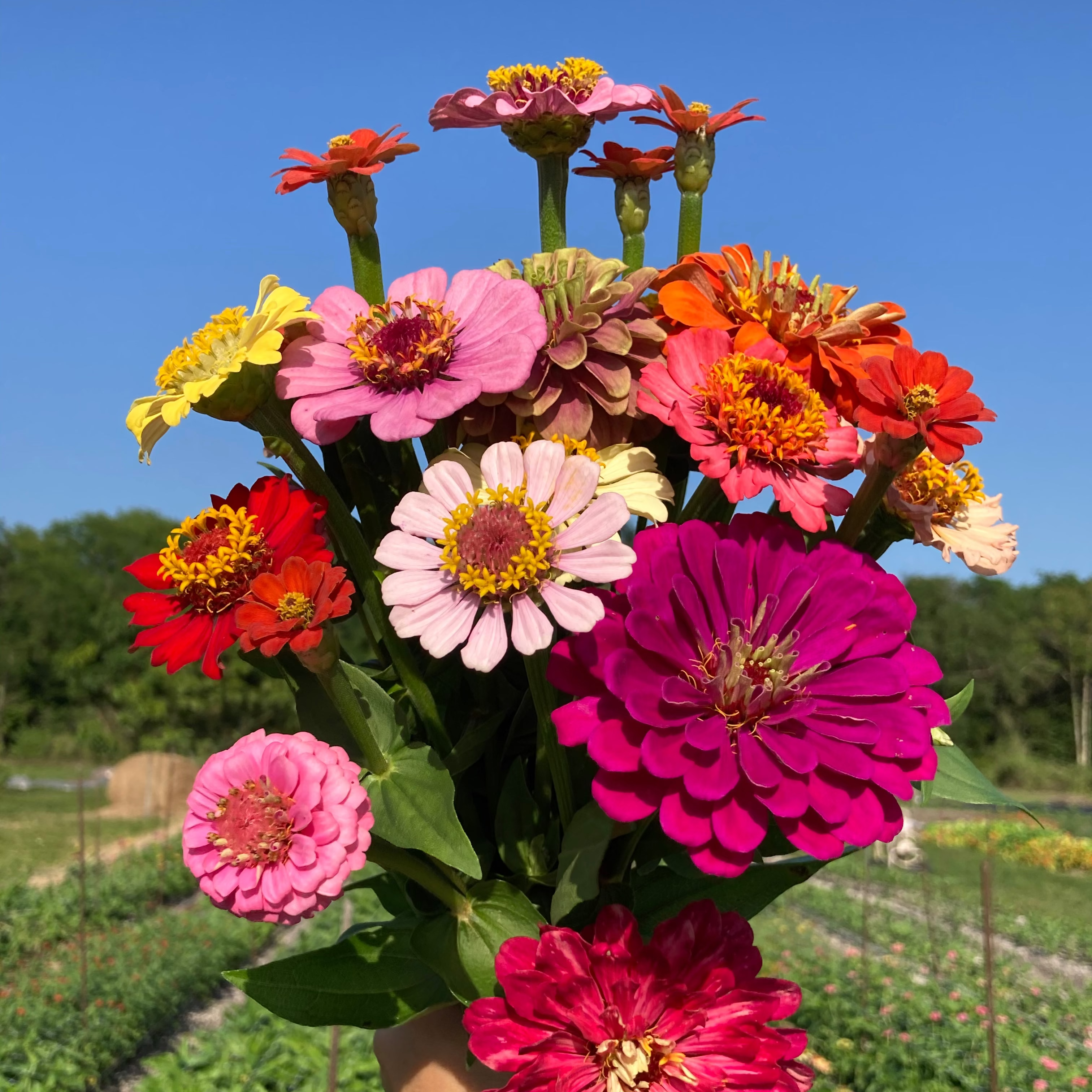 Zinnia Mix 6 pack