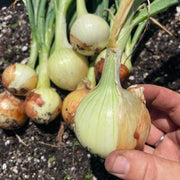 Texas Sweet White Onion 6 pack