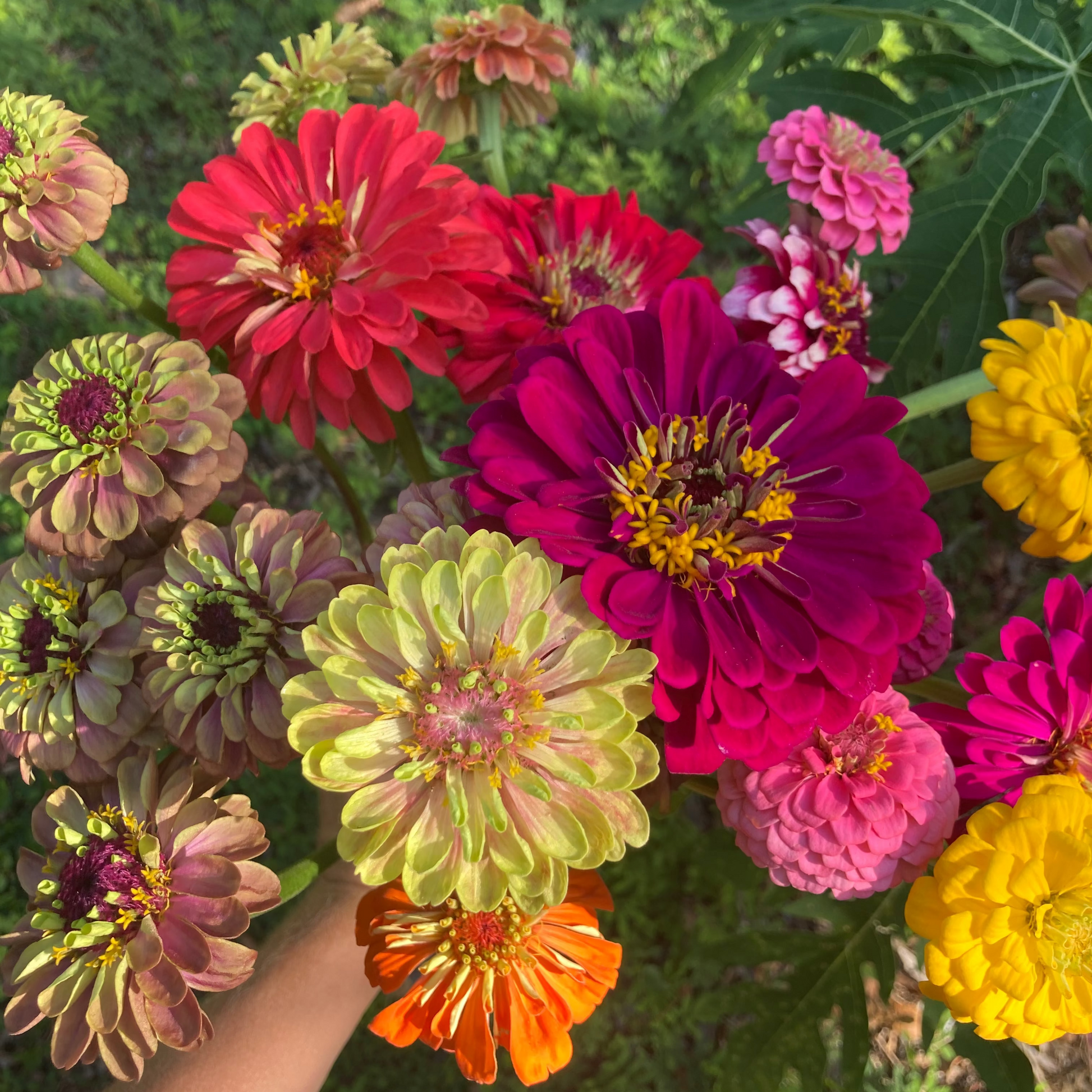 A close-up of a hand holding a cluster of colorful zinnia flowers, including red, magenta, pink, yellow, orange, and green varieties, with green foliage in the background.